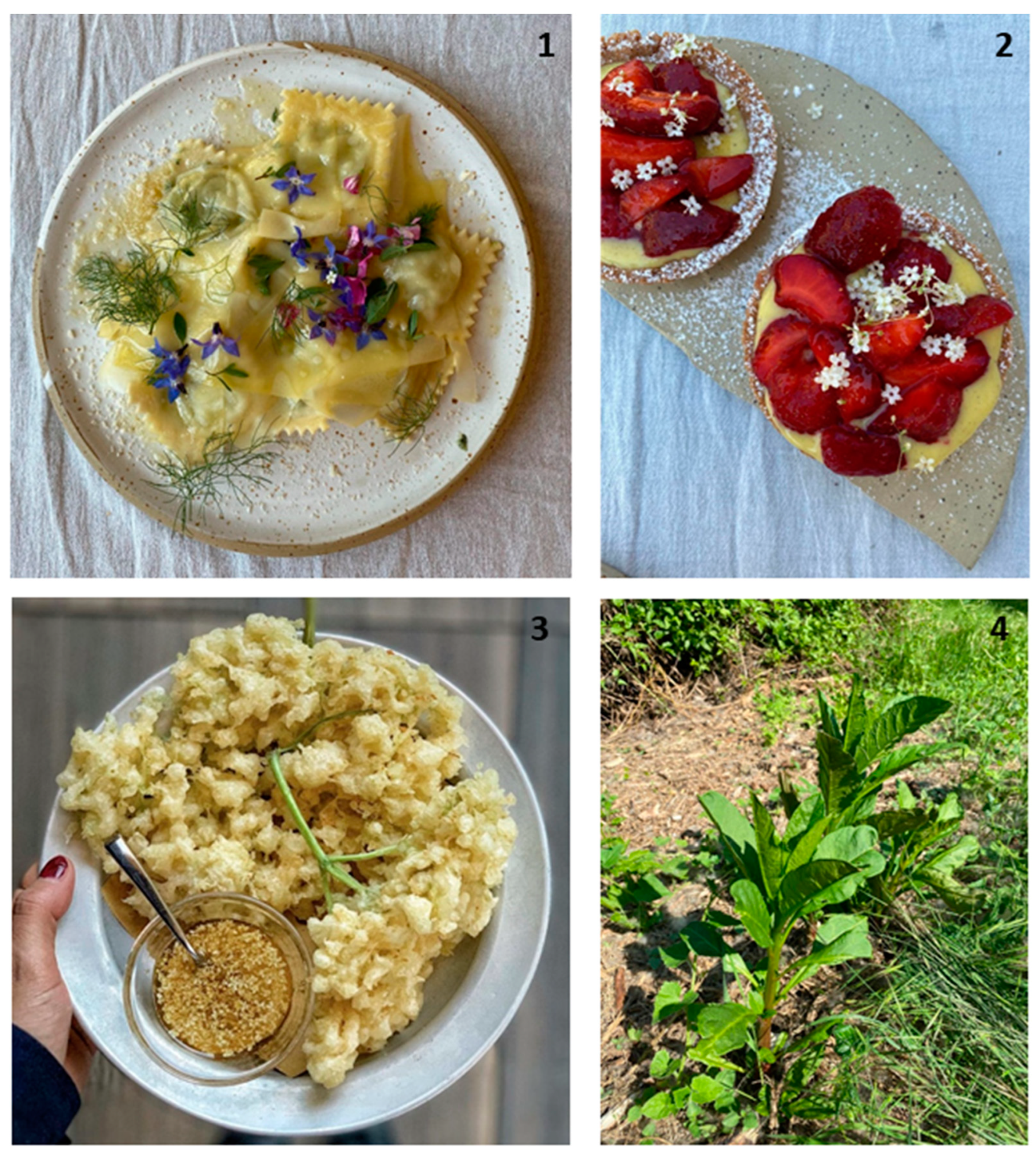 Plants 13 02151 g001