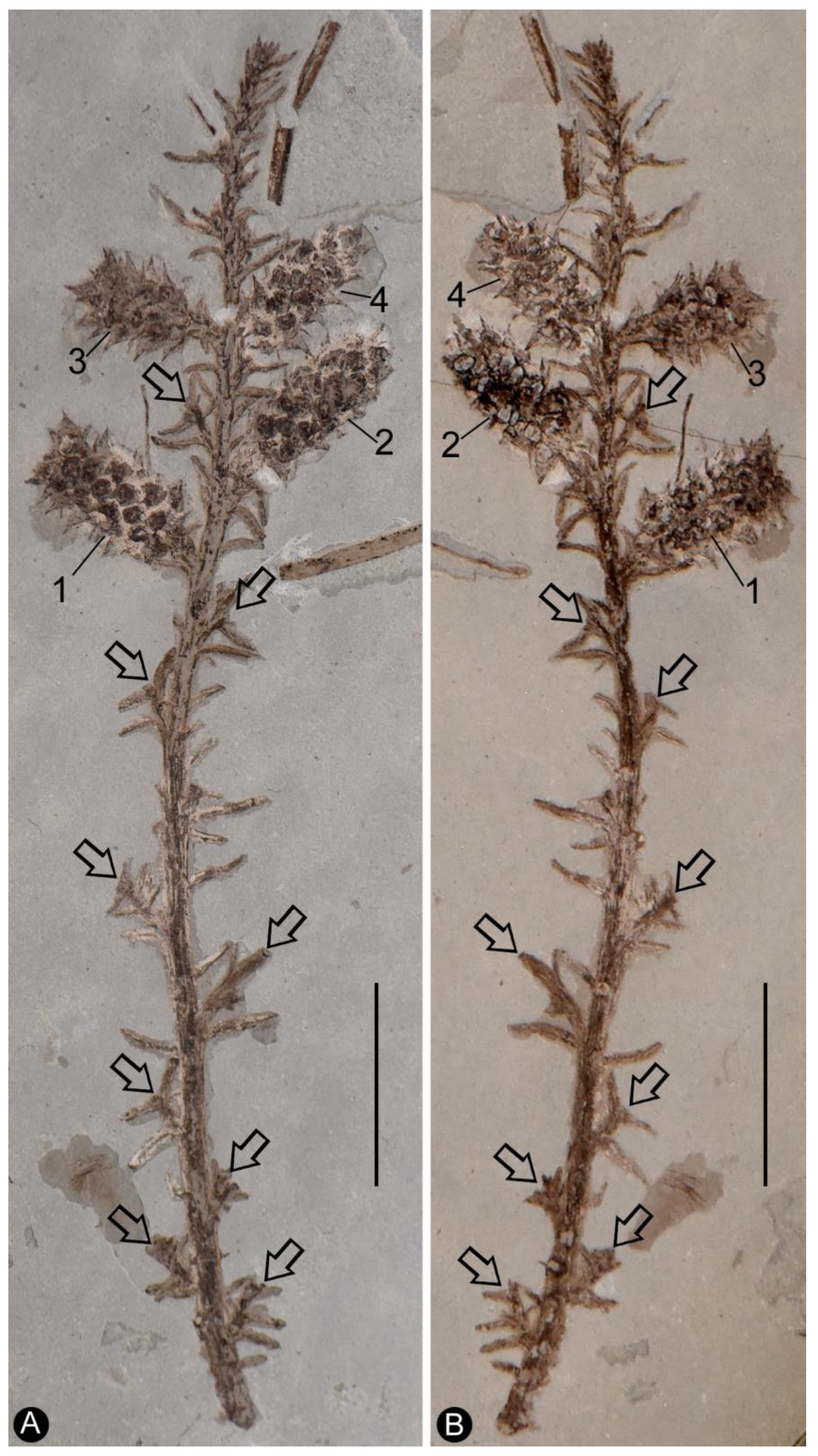 Plants 13 02162 g001