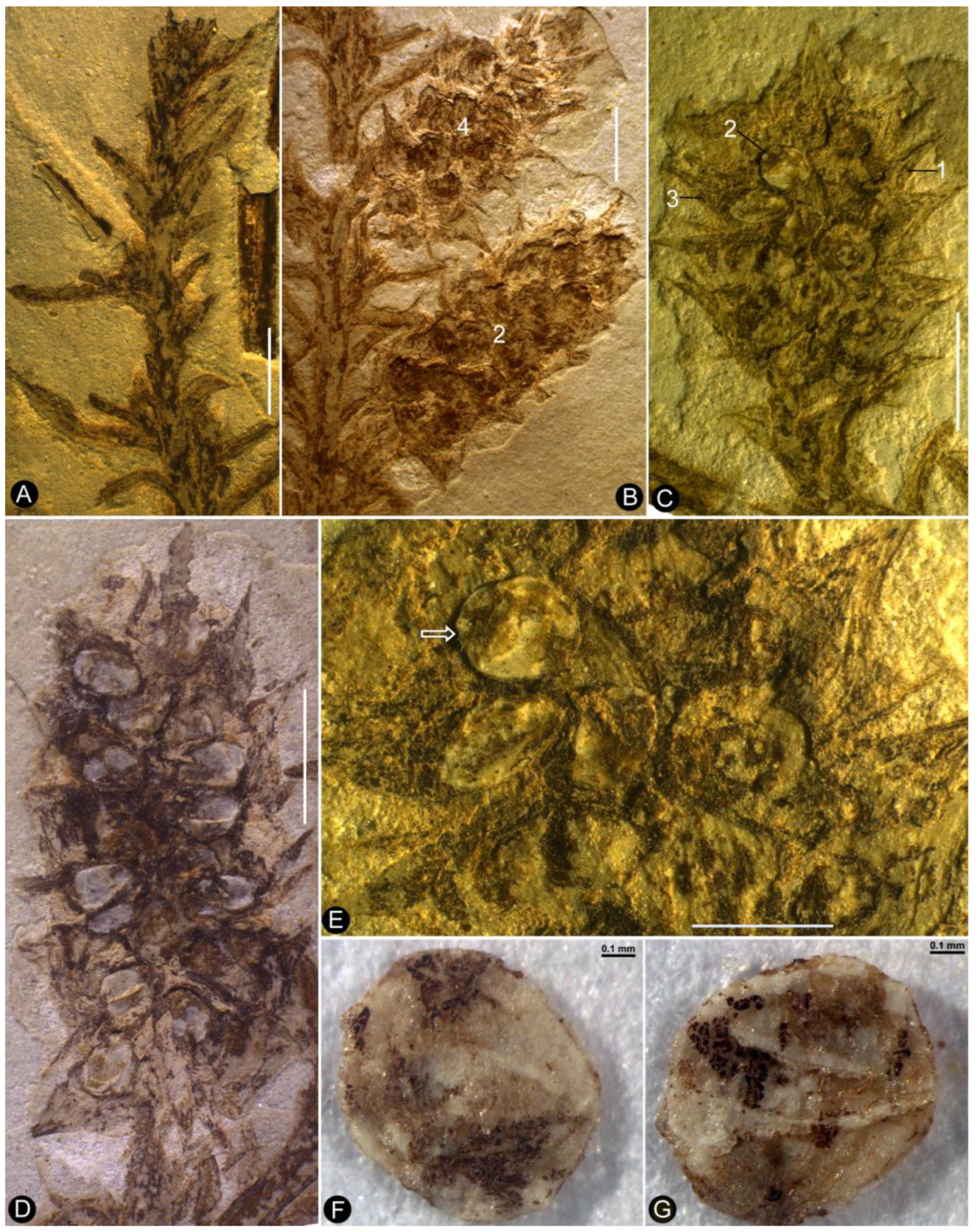 Plants 13 02162 g002