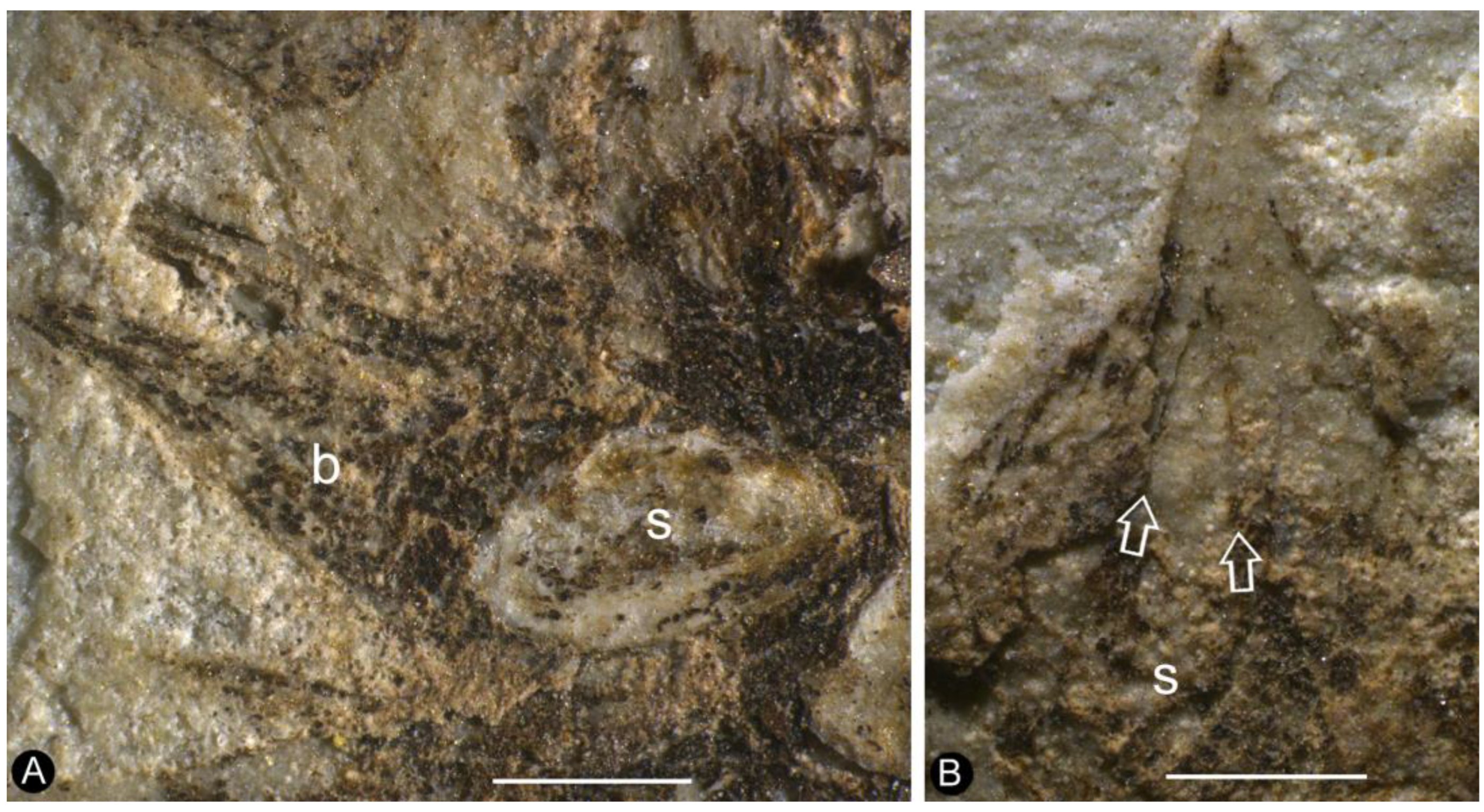 Plants 13 02162 g003