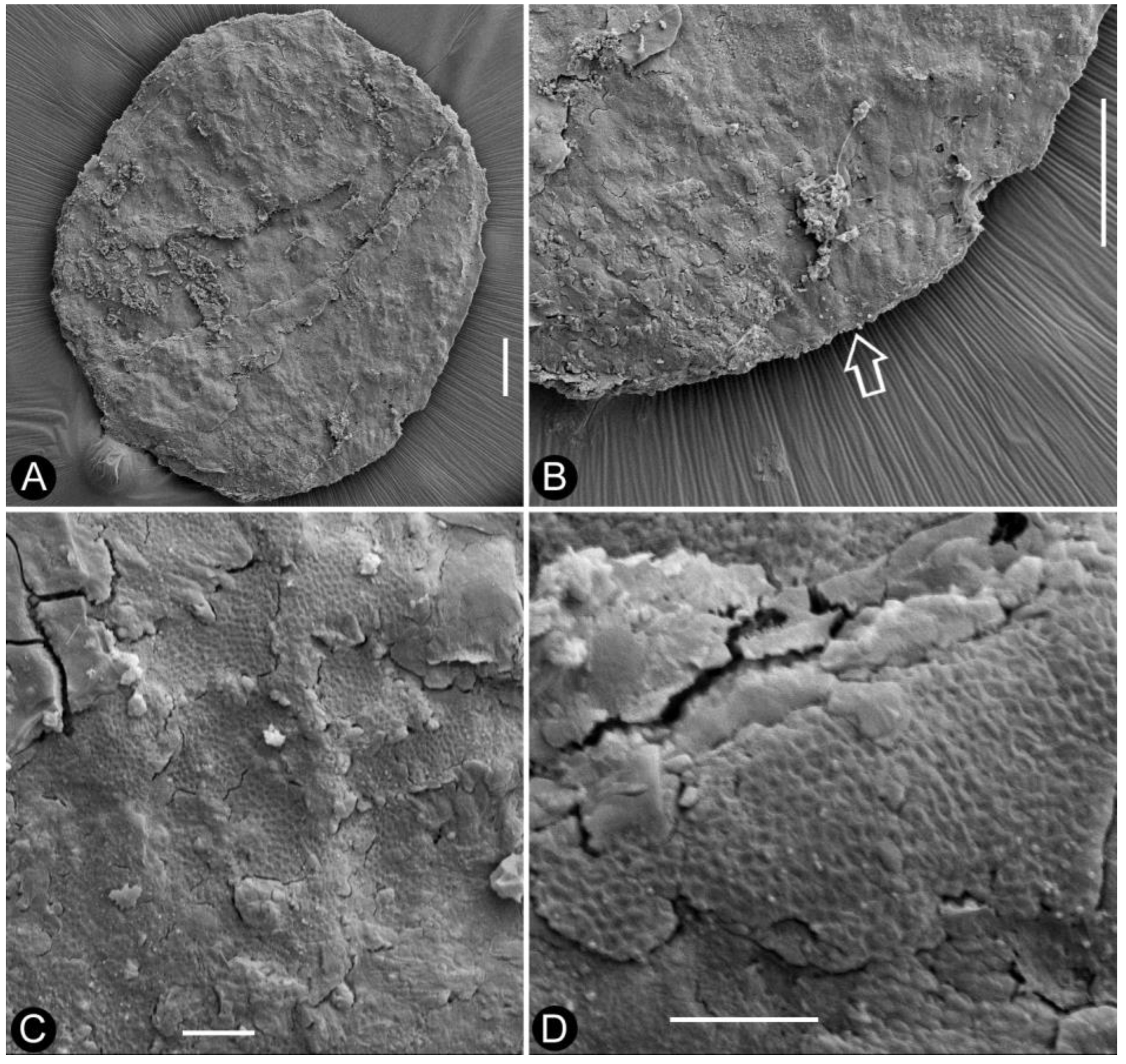 Plants 13 02162 g004