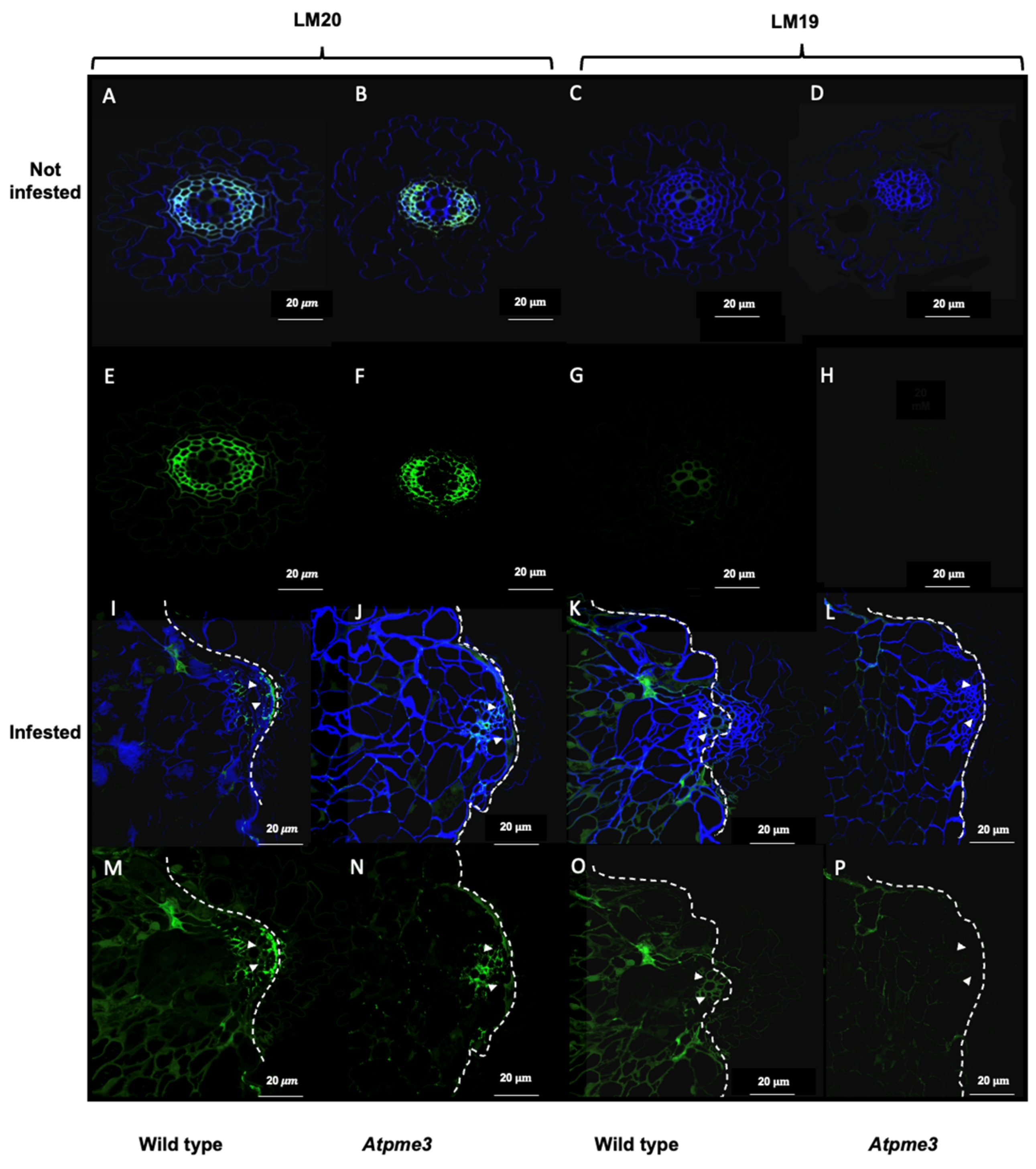 Plants 13 02168 g004
