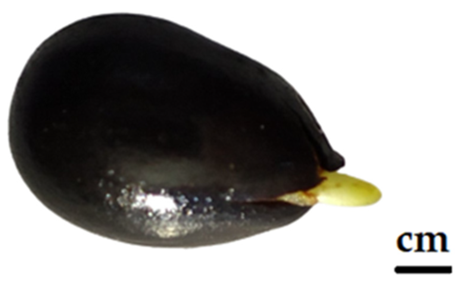 Plants 13 02178 g002