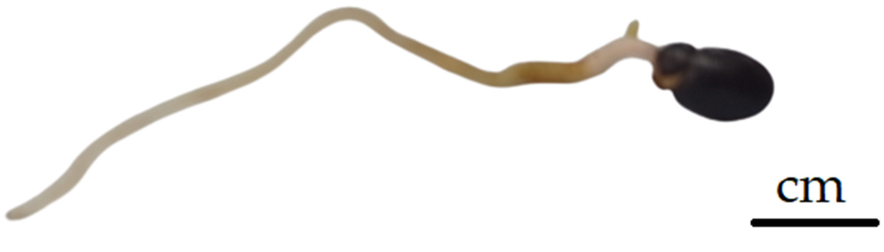 Plants 13 02178 g006