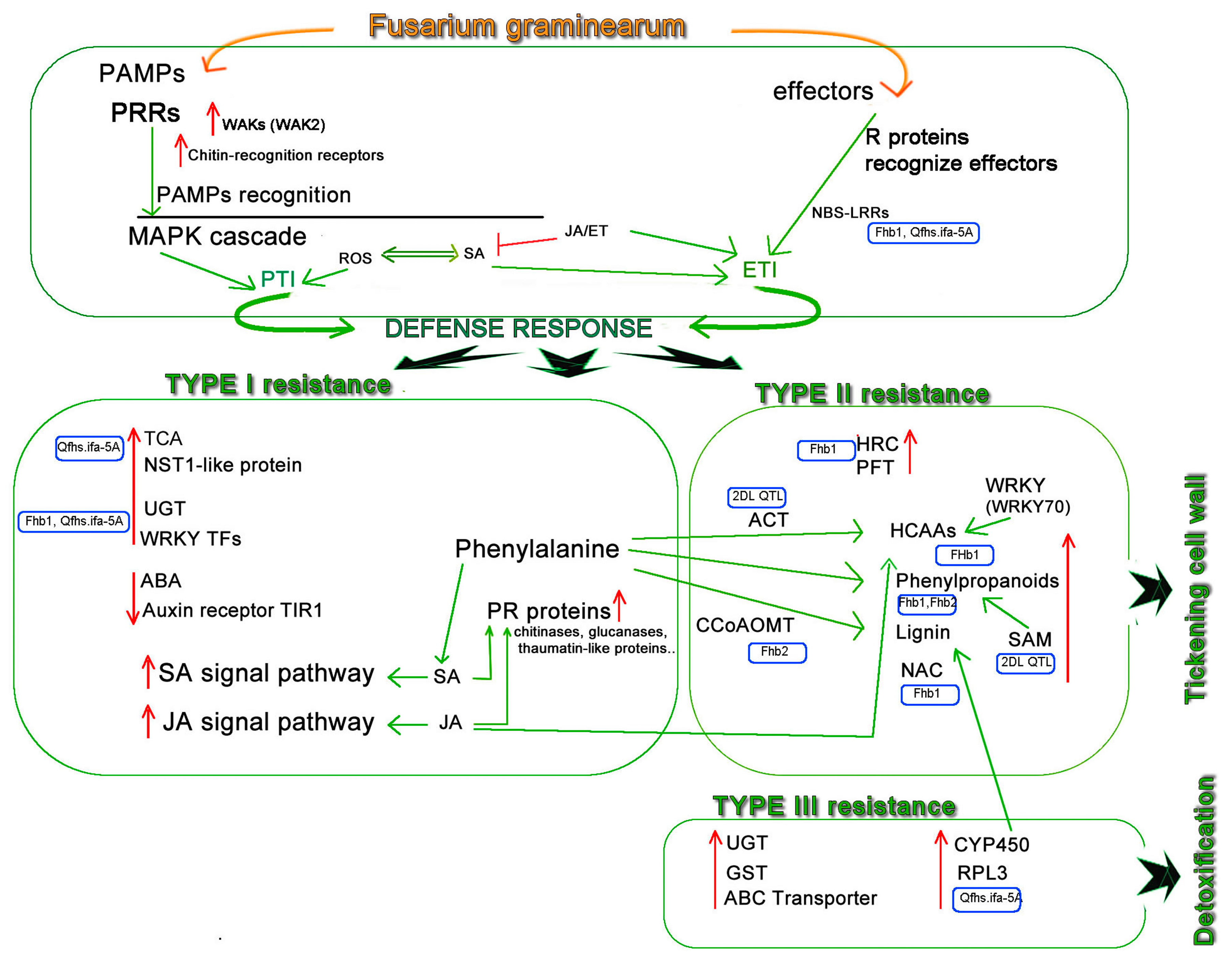 Plants 13 02179 g001