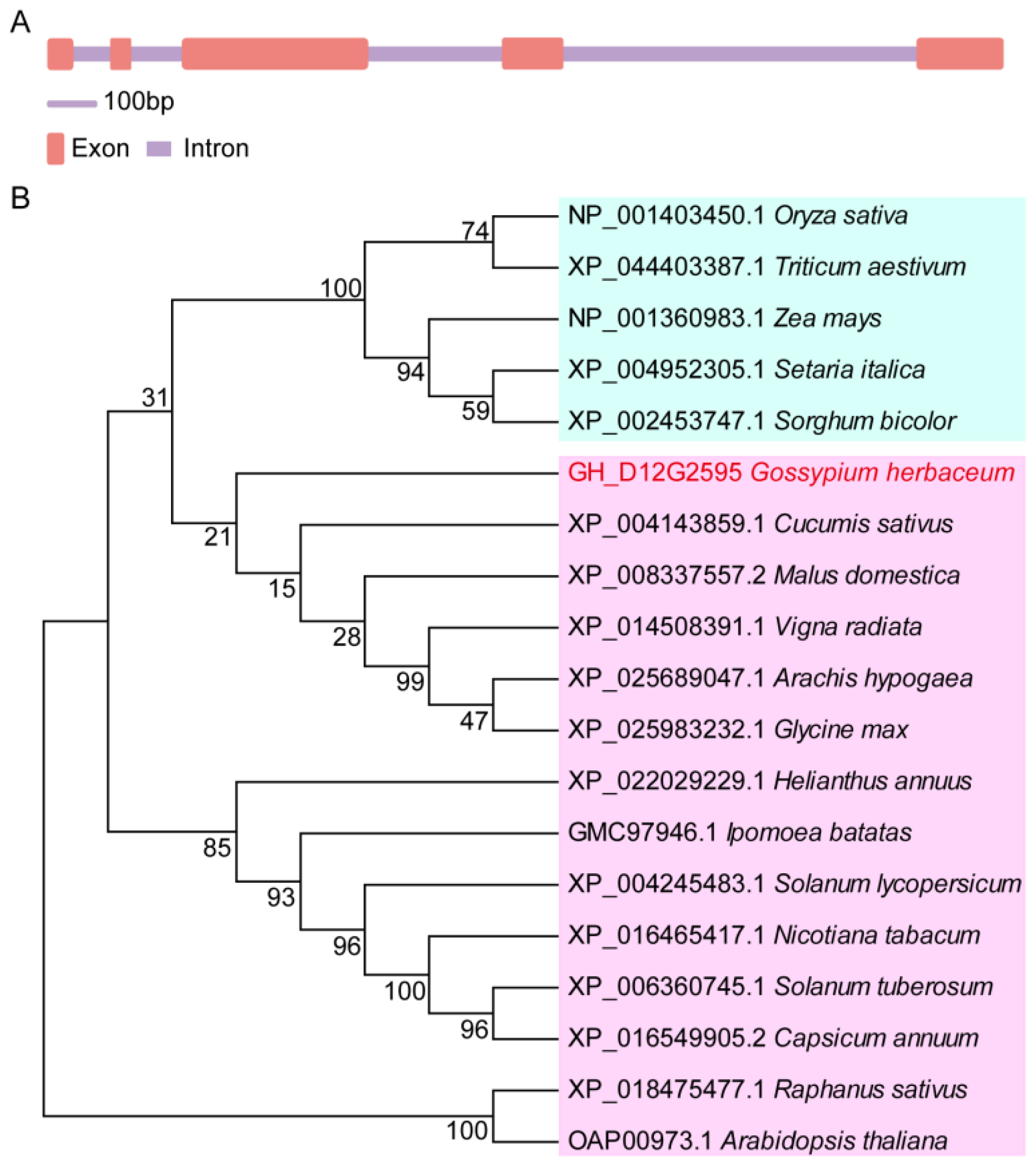 Plants 13 02181 g001