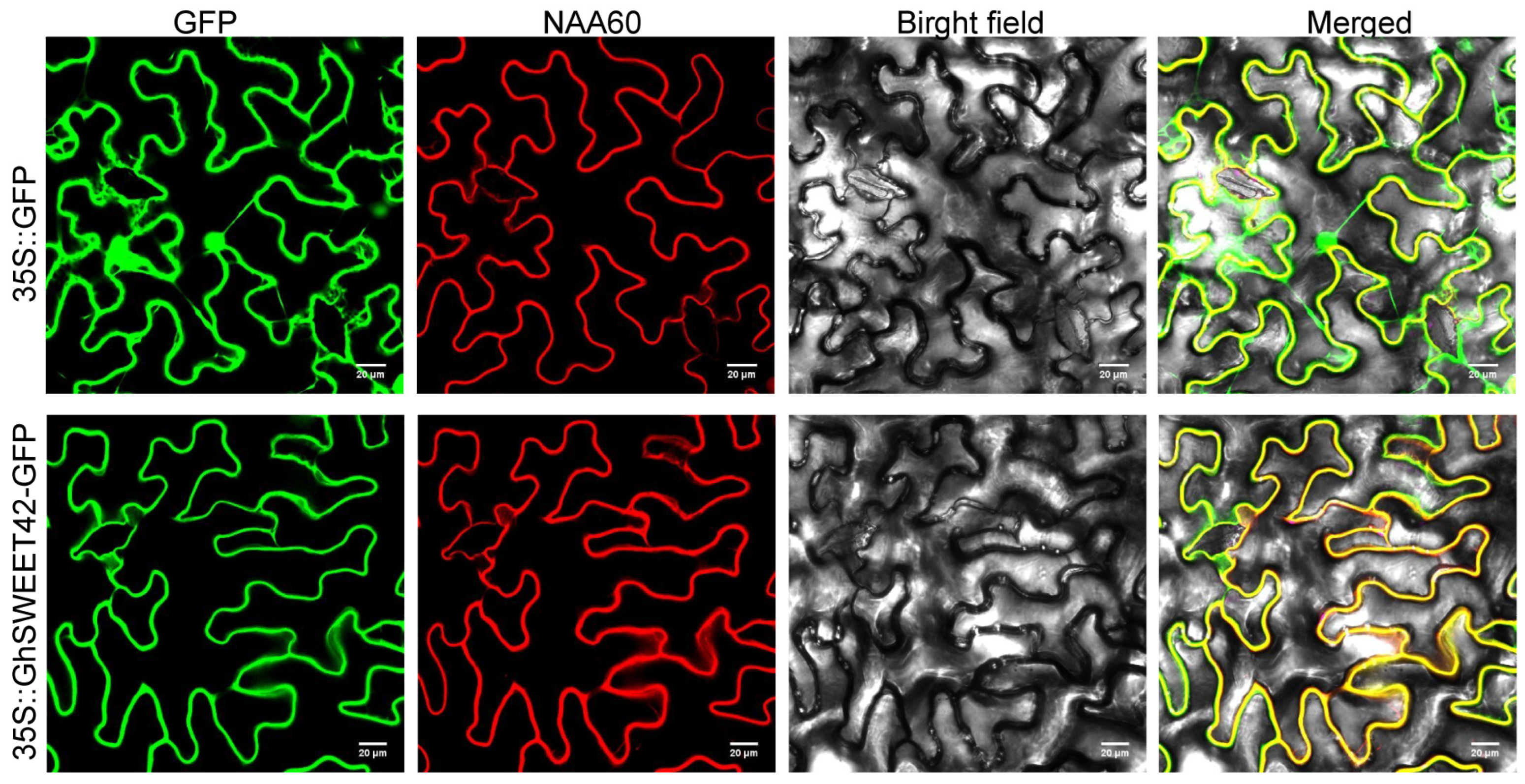 Plants 13 02181 g003