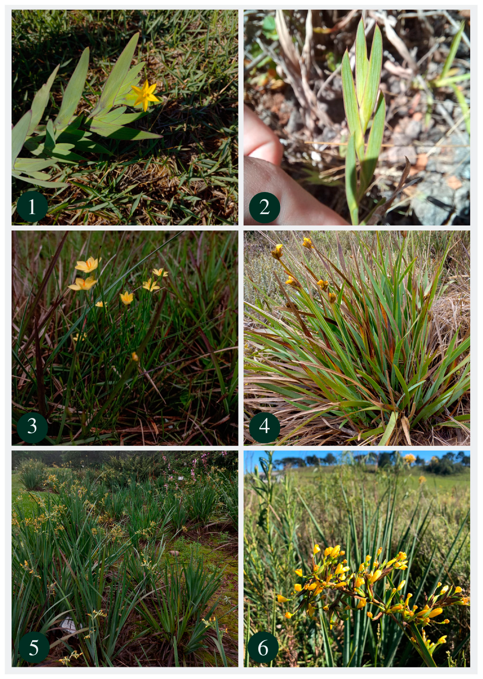 Plants 13 02183 g001