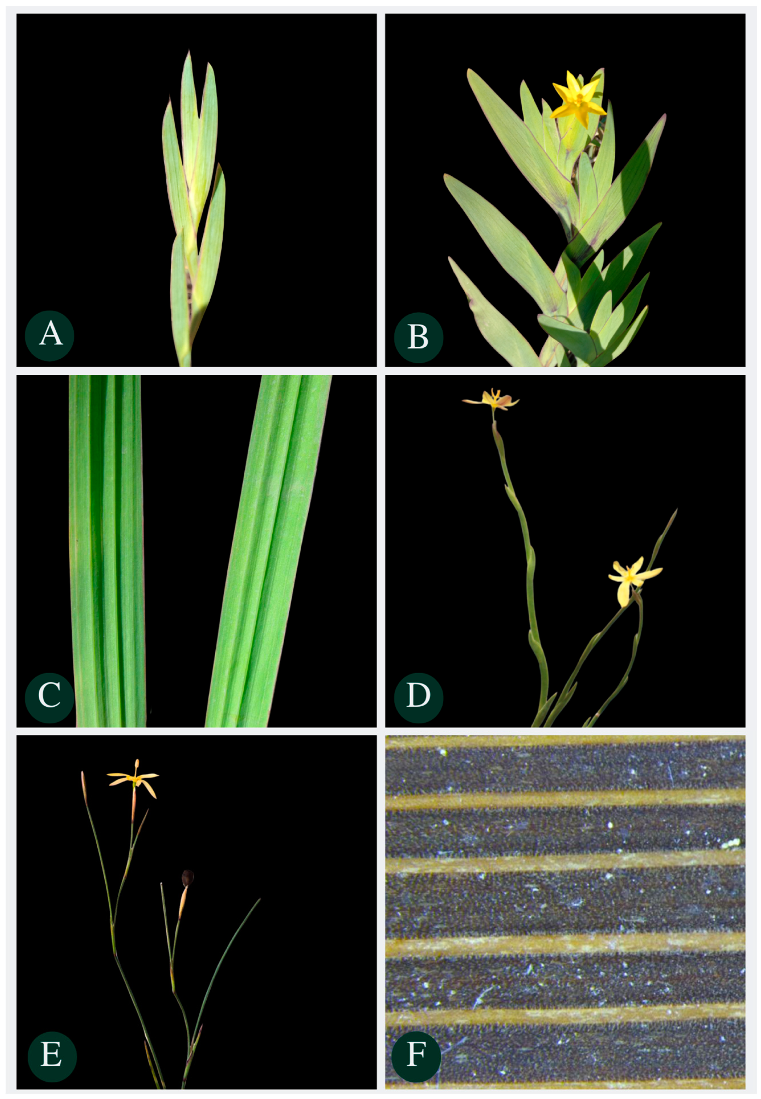 Plants 13 02183 g010