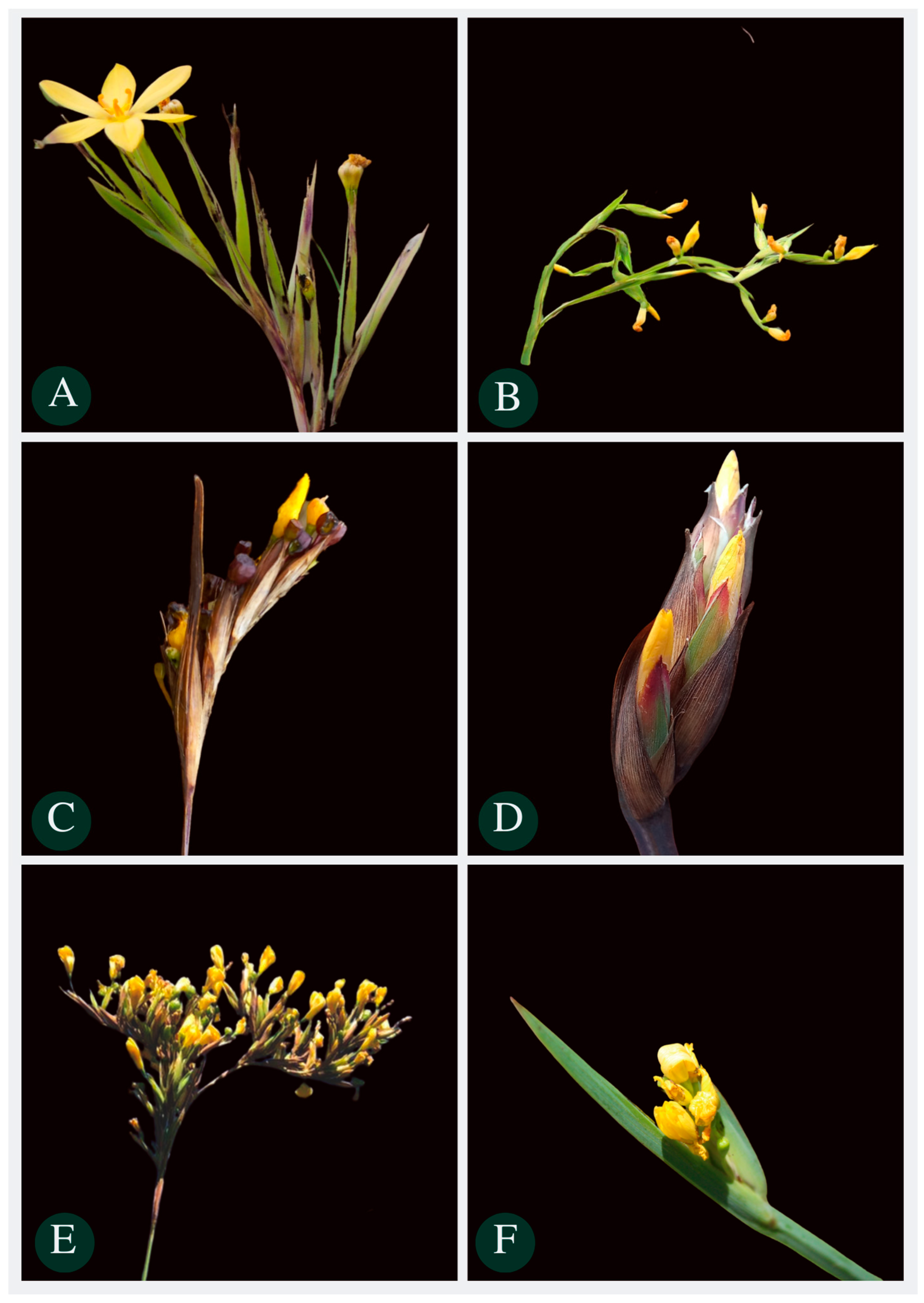 Plants 13 02183 g011