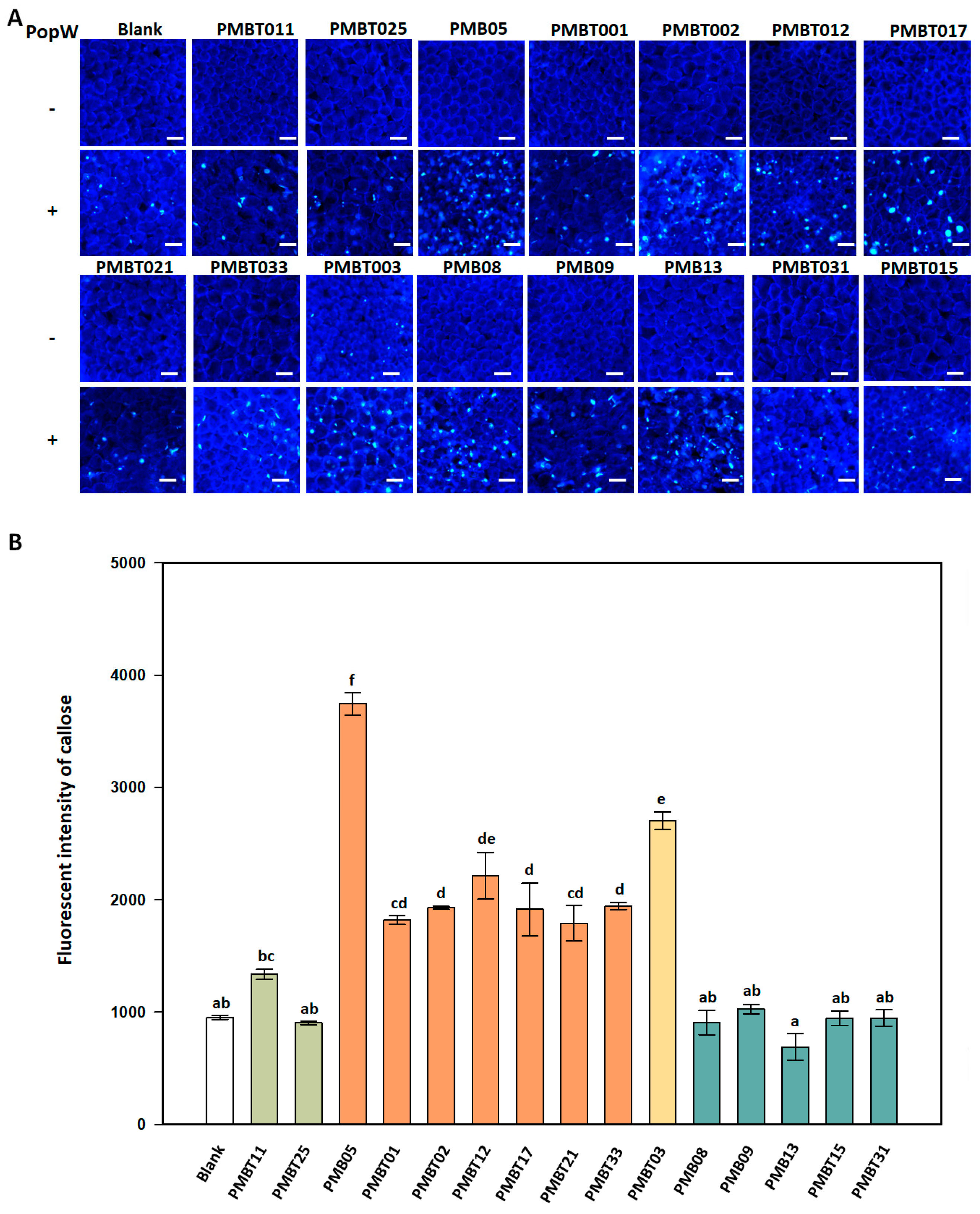 Plants 13 02185 g006