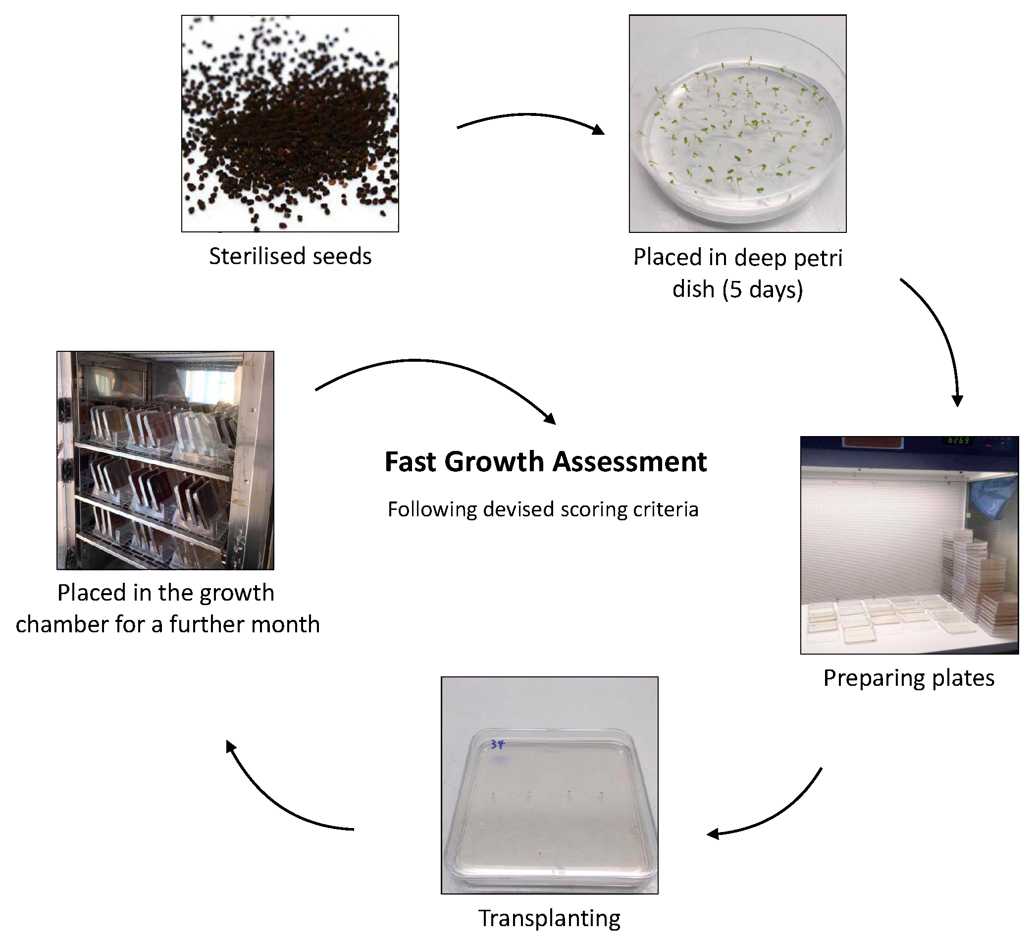 Plants 13 02188 g010