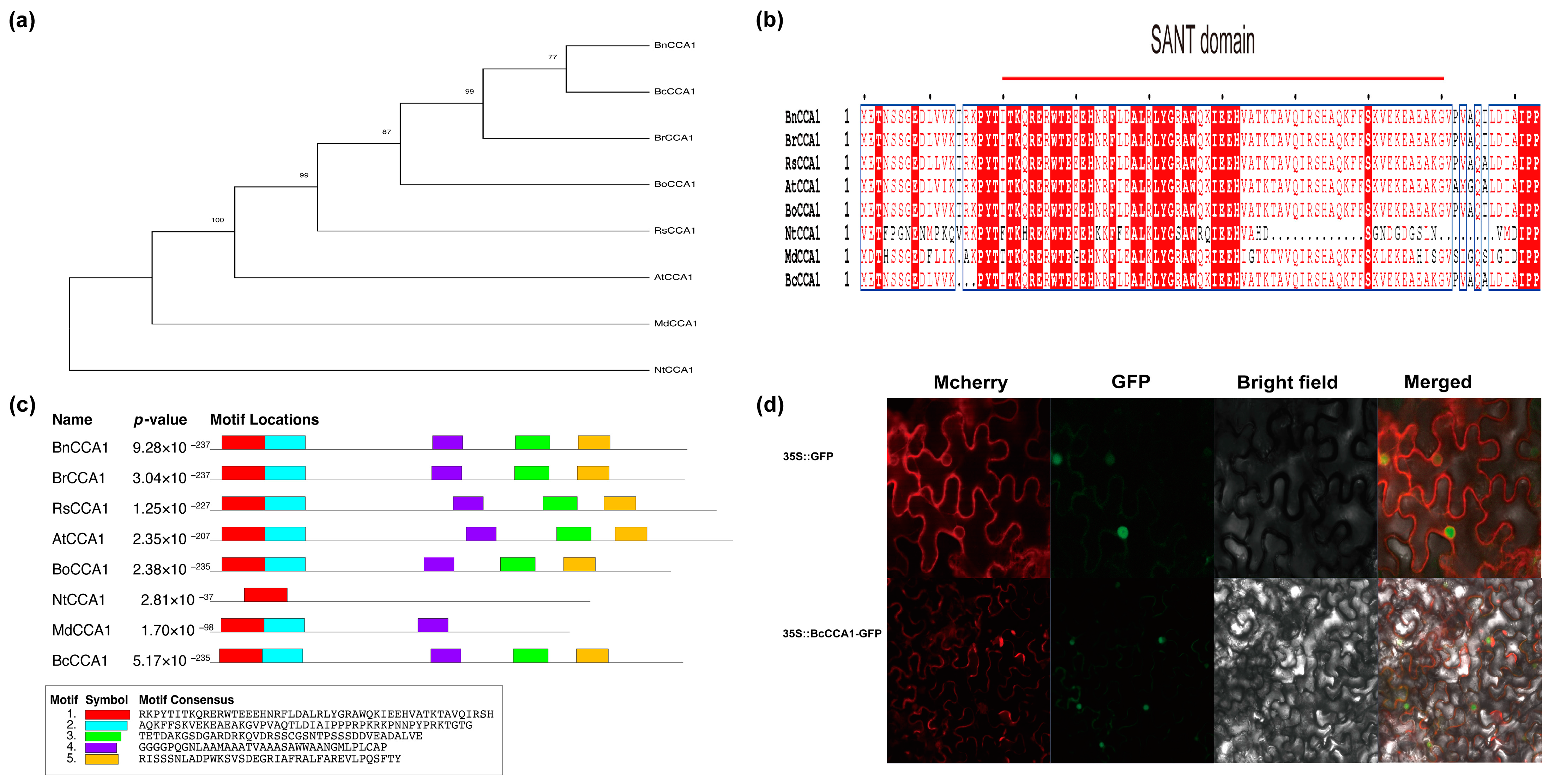 Plants 13 02190 g001