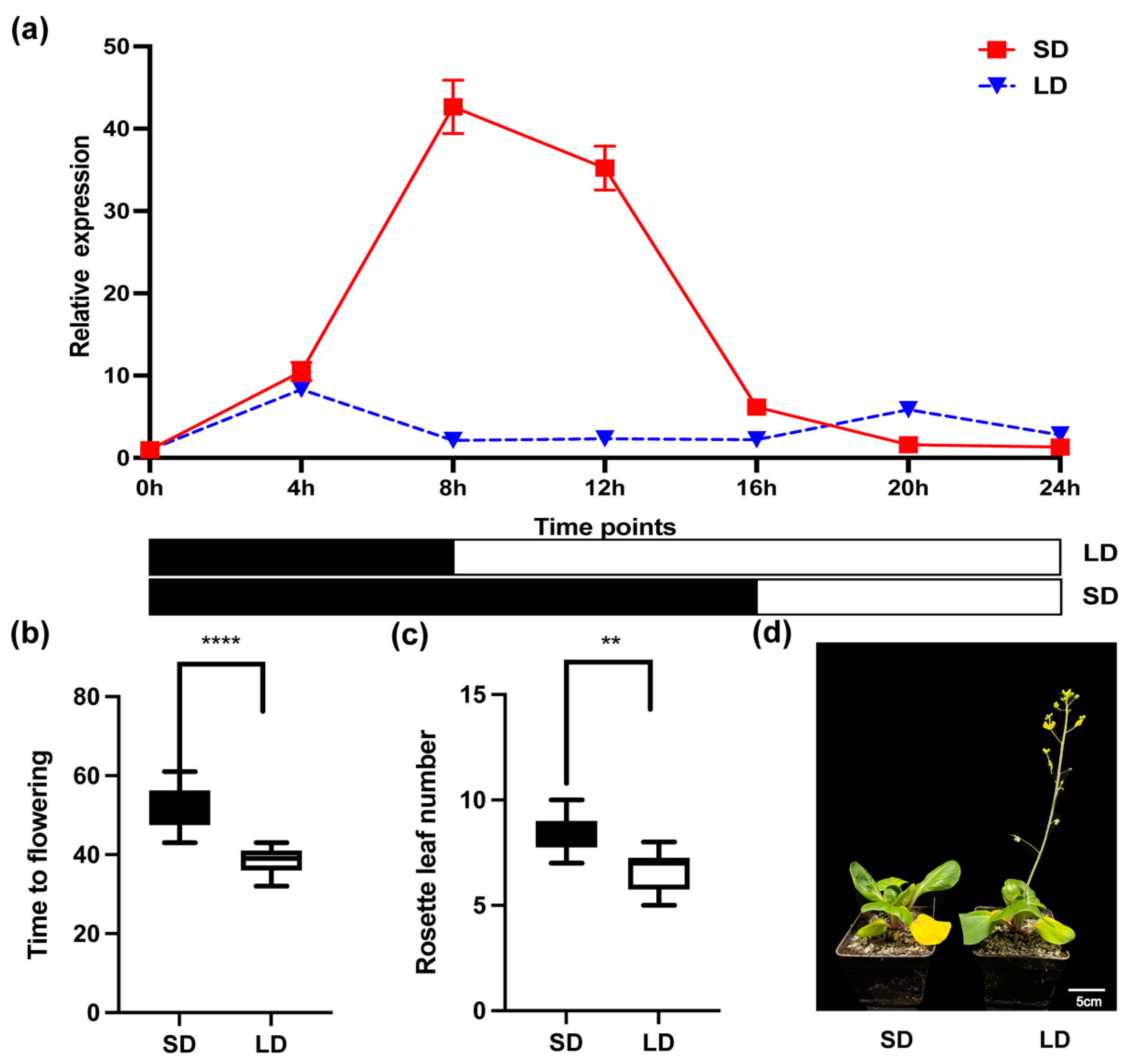 Plants 13 02190 g002