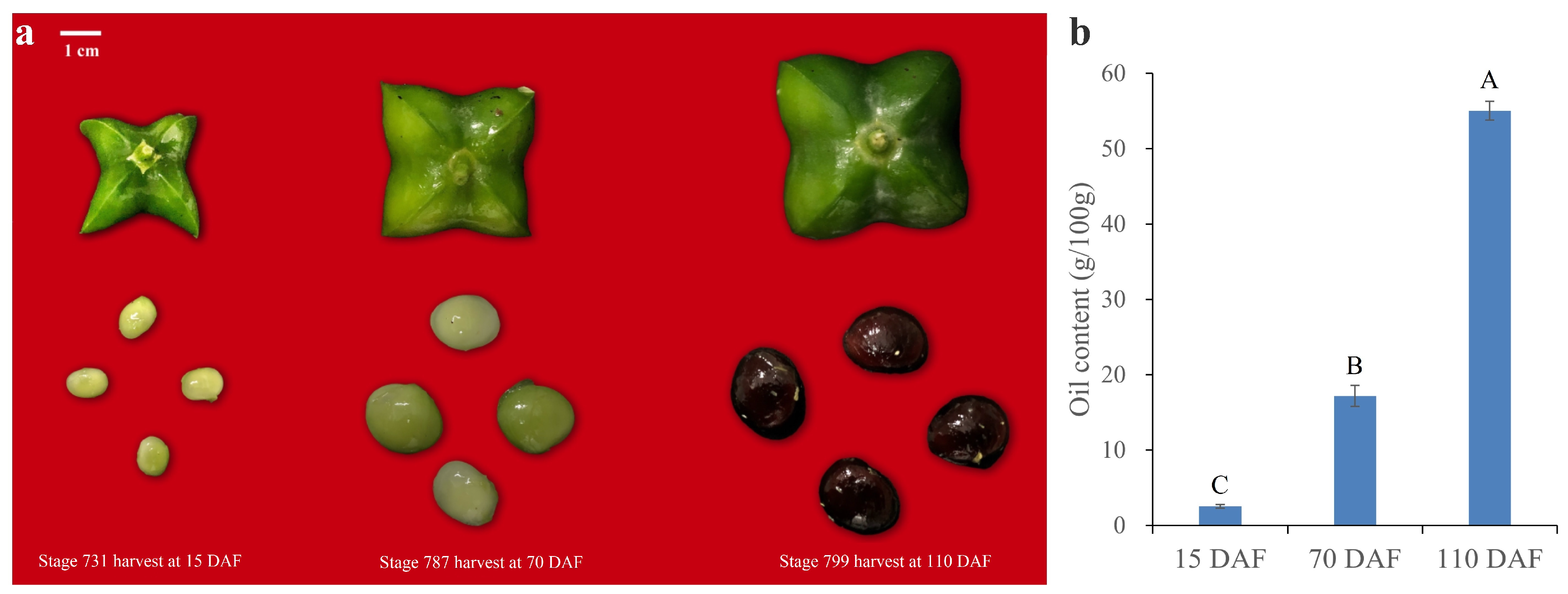 Plants 13 02193 g001