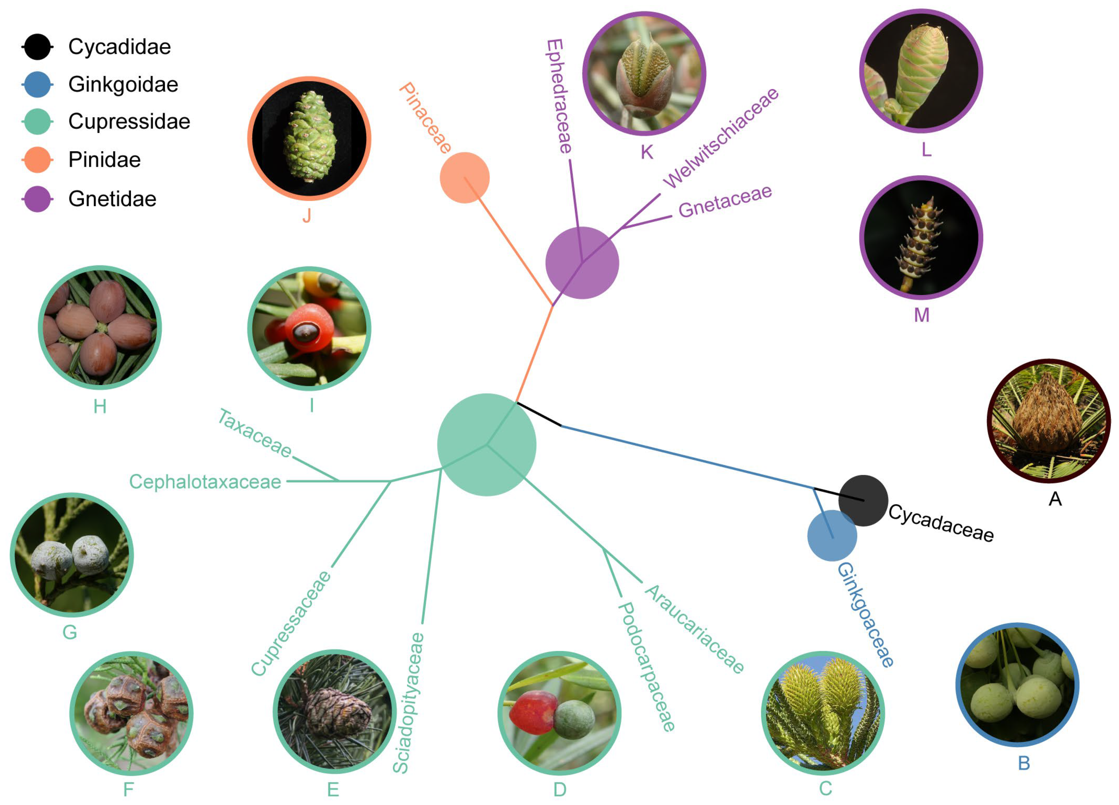Plants 13 02196 g002