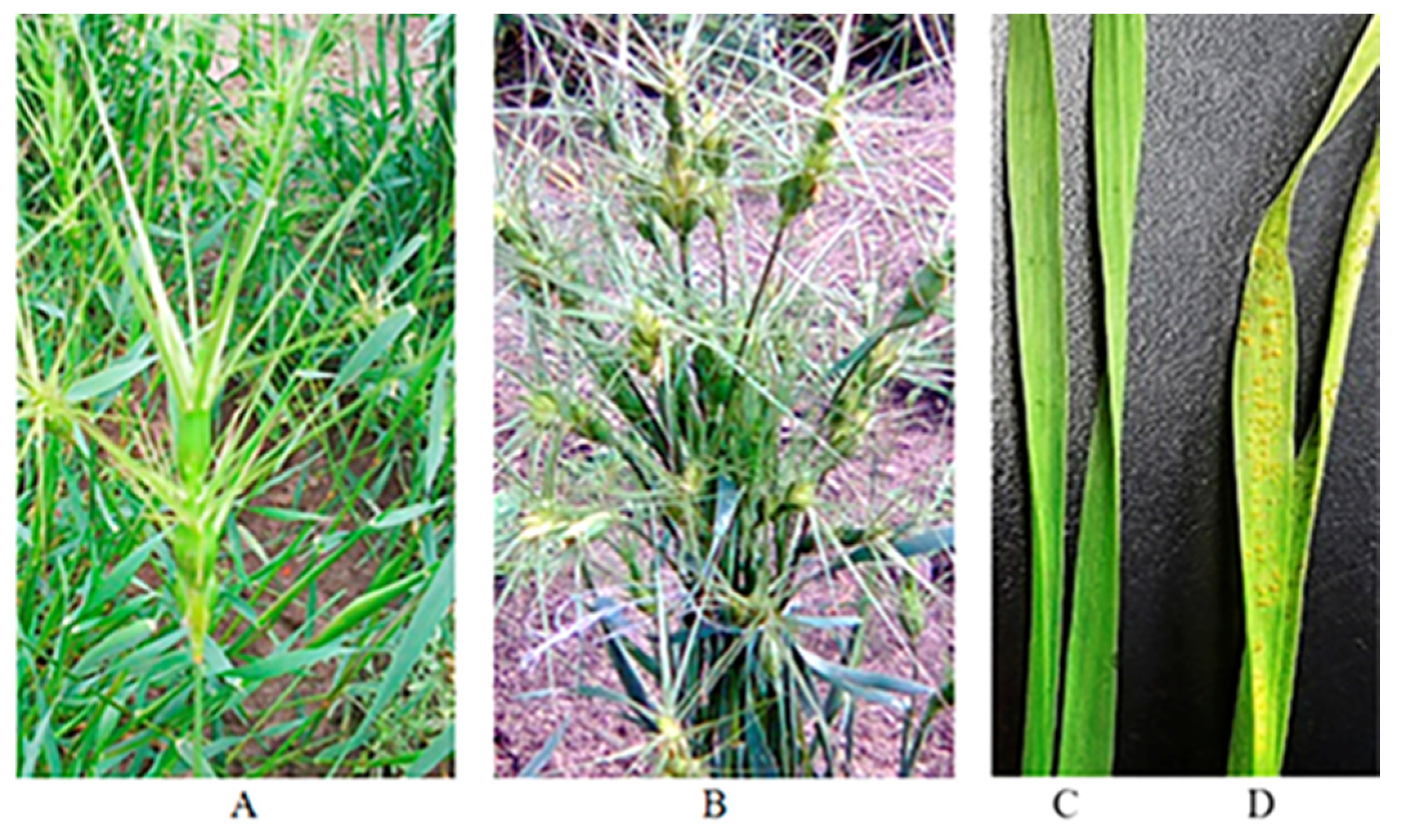 Plants 13 02199 g001