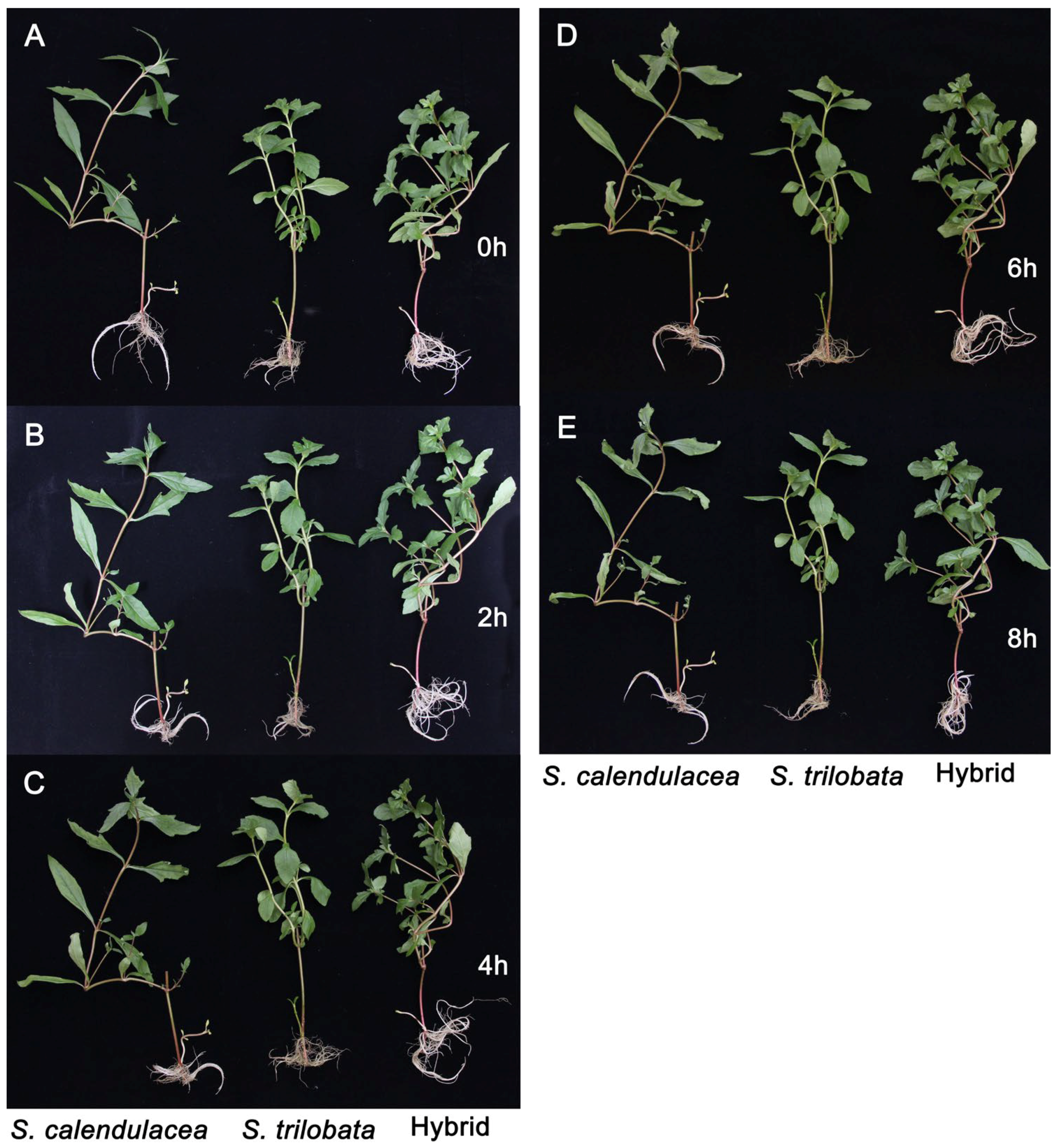 Plants 13 02207 g001