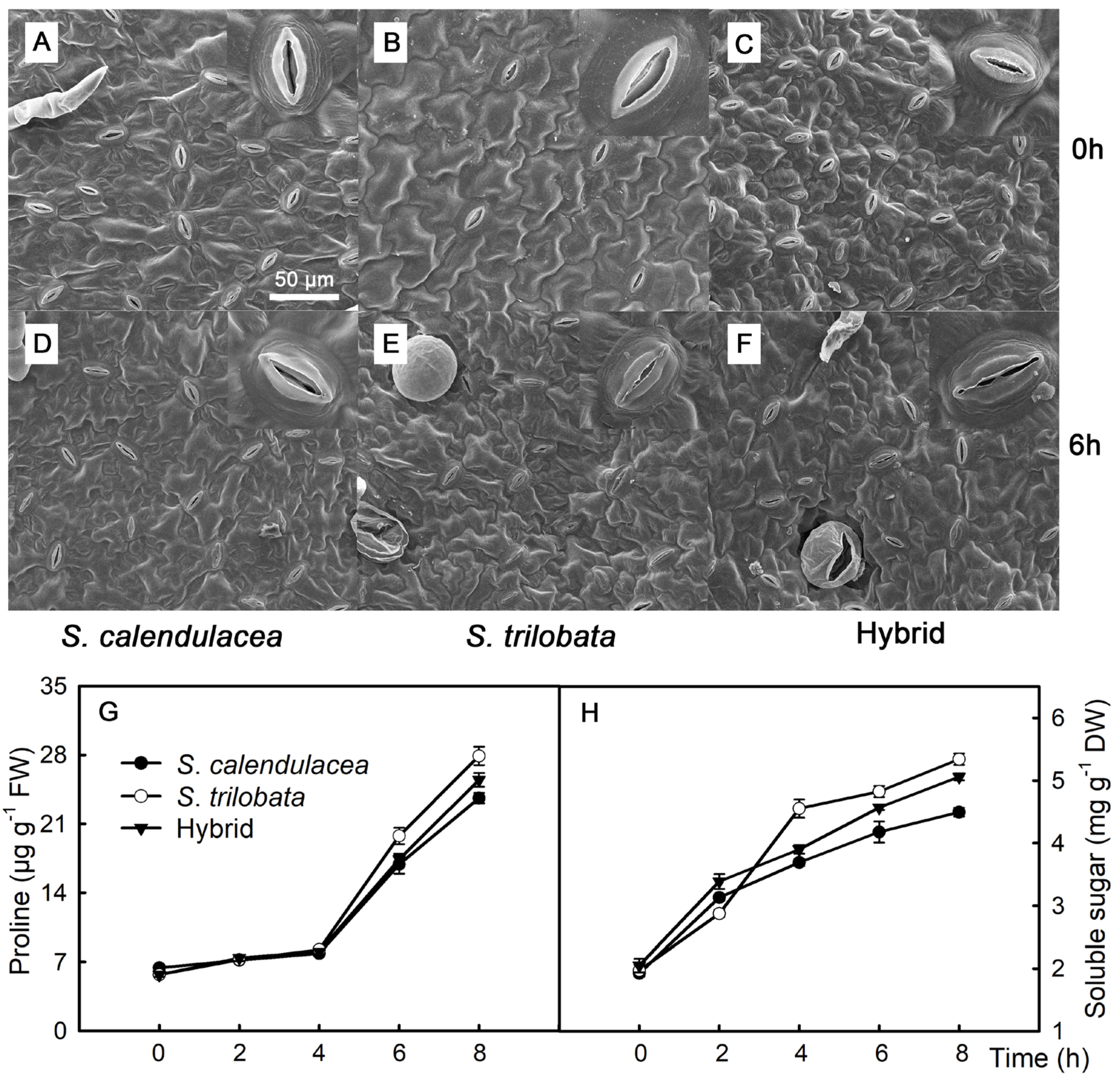 Plants 13 02207 g003