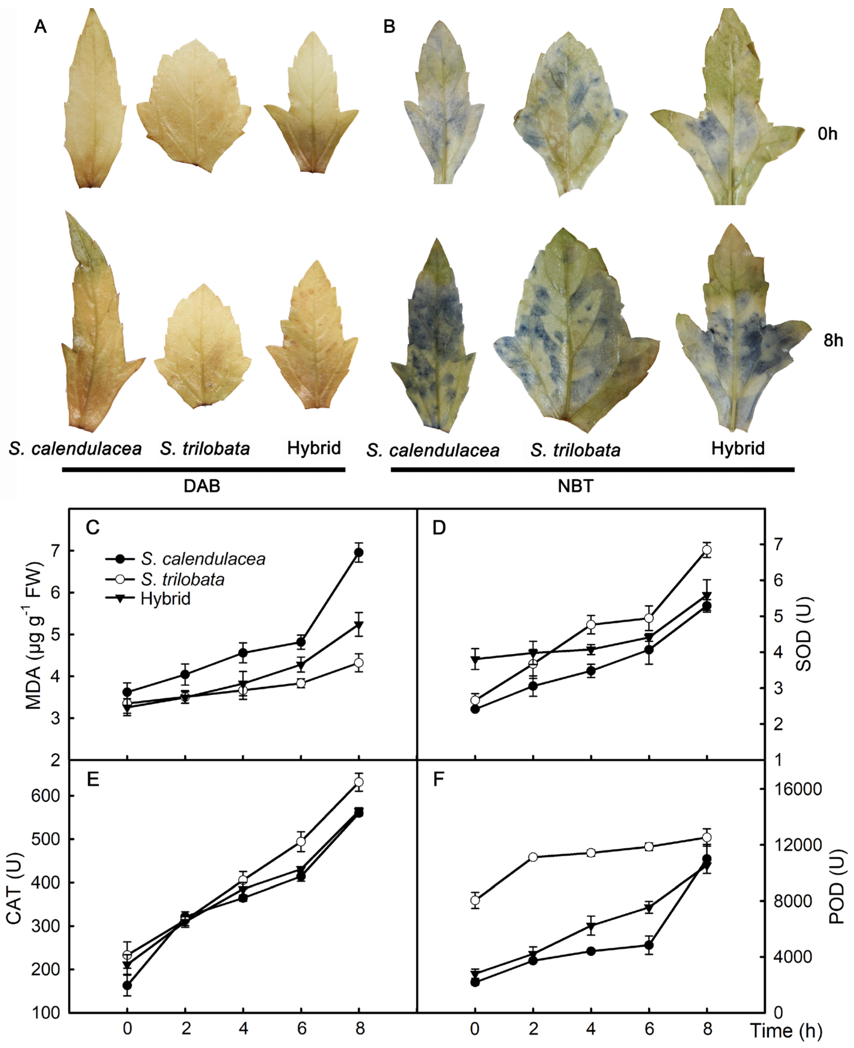 Plants 13 02207 g004