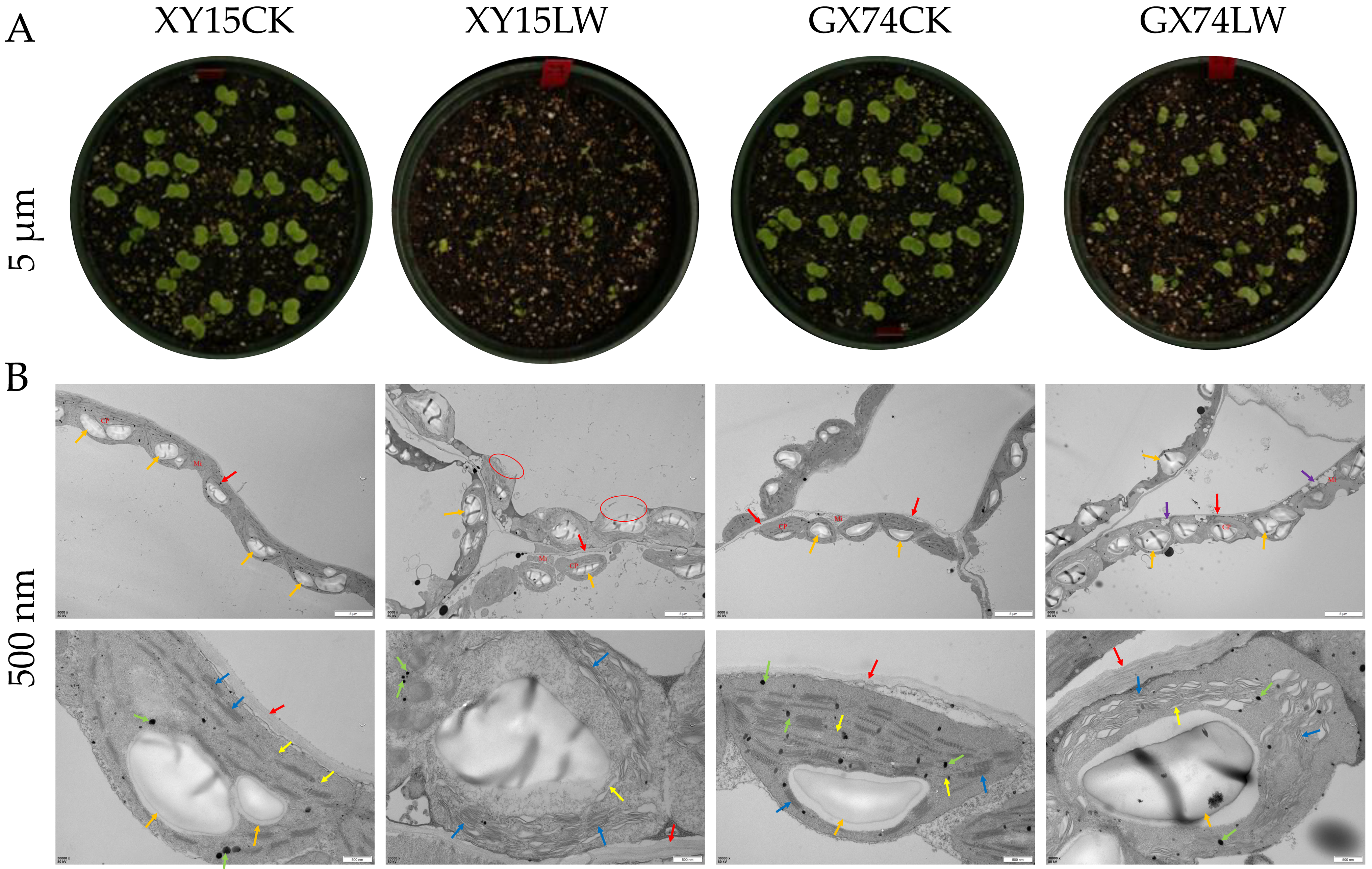 Plants 13 02212 g001