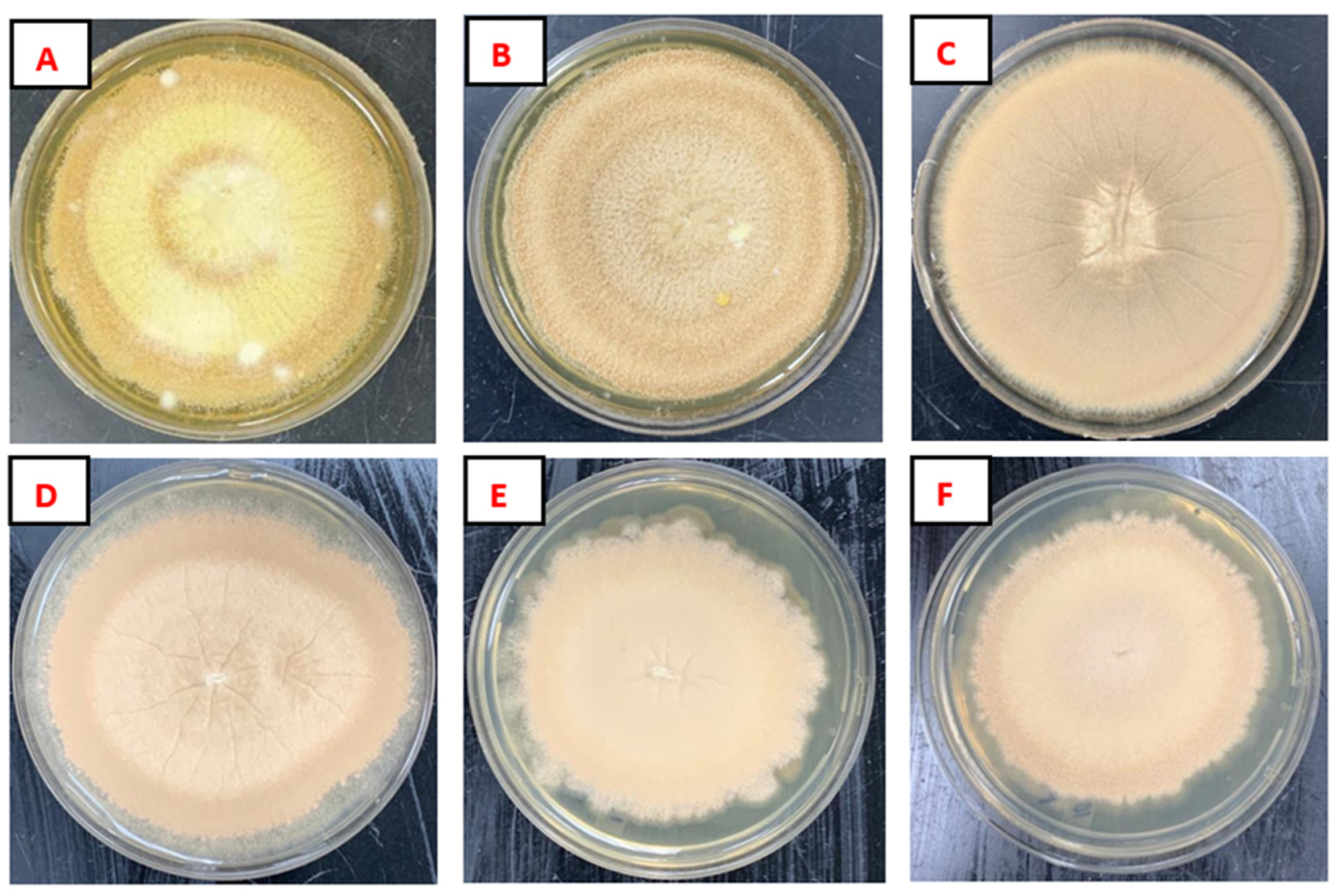 Plants 13 02218 g002