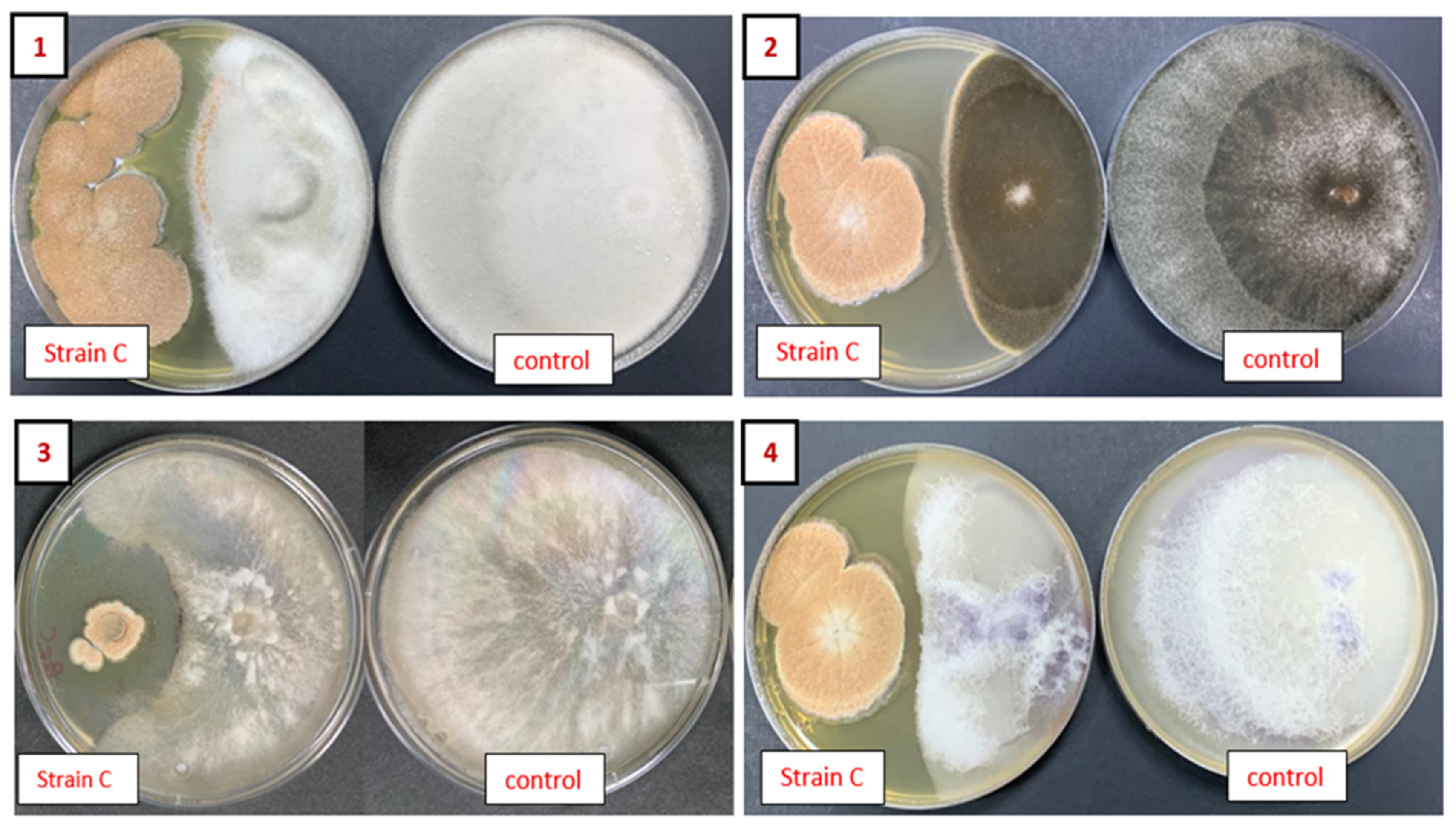 Plants 13 02218 g003