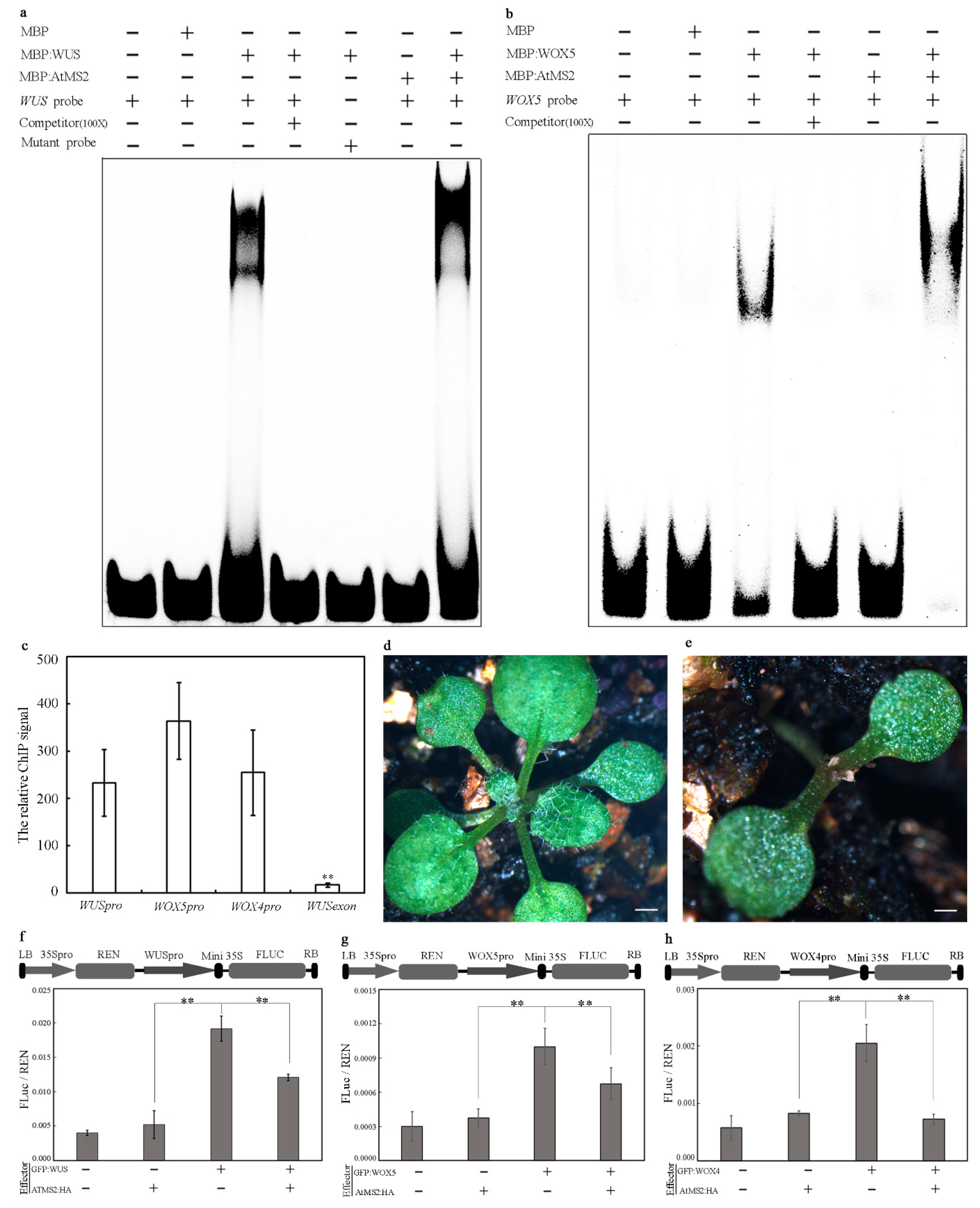 Plants 13 02224 g001