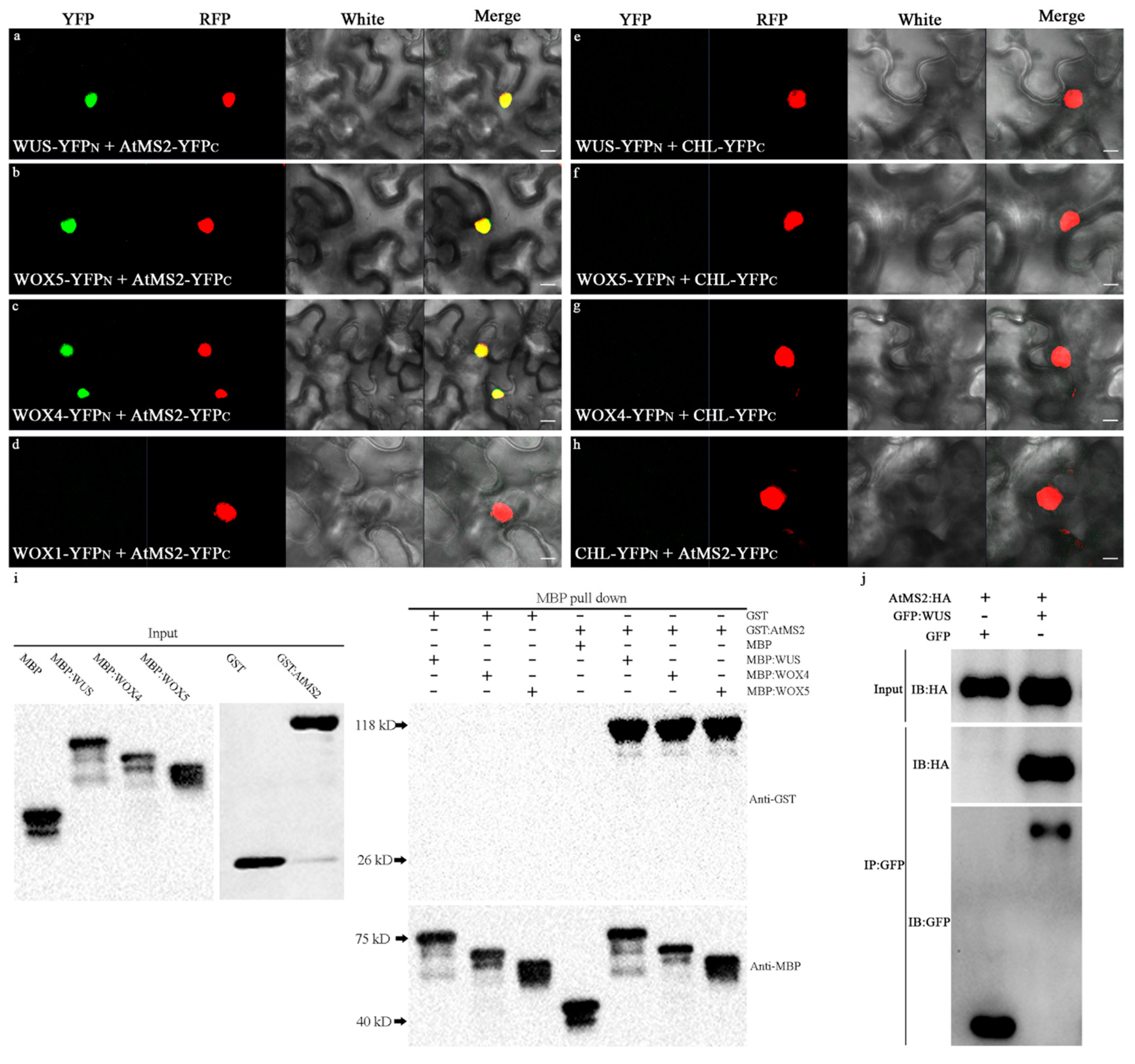 Plants 13 02224 g002