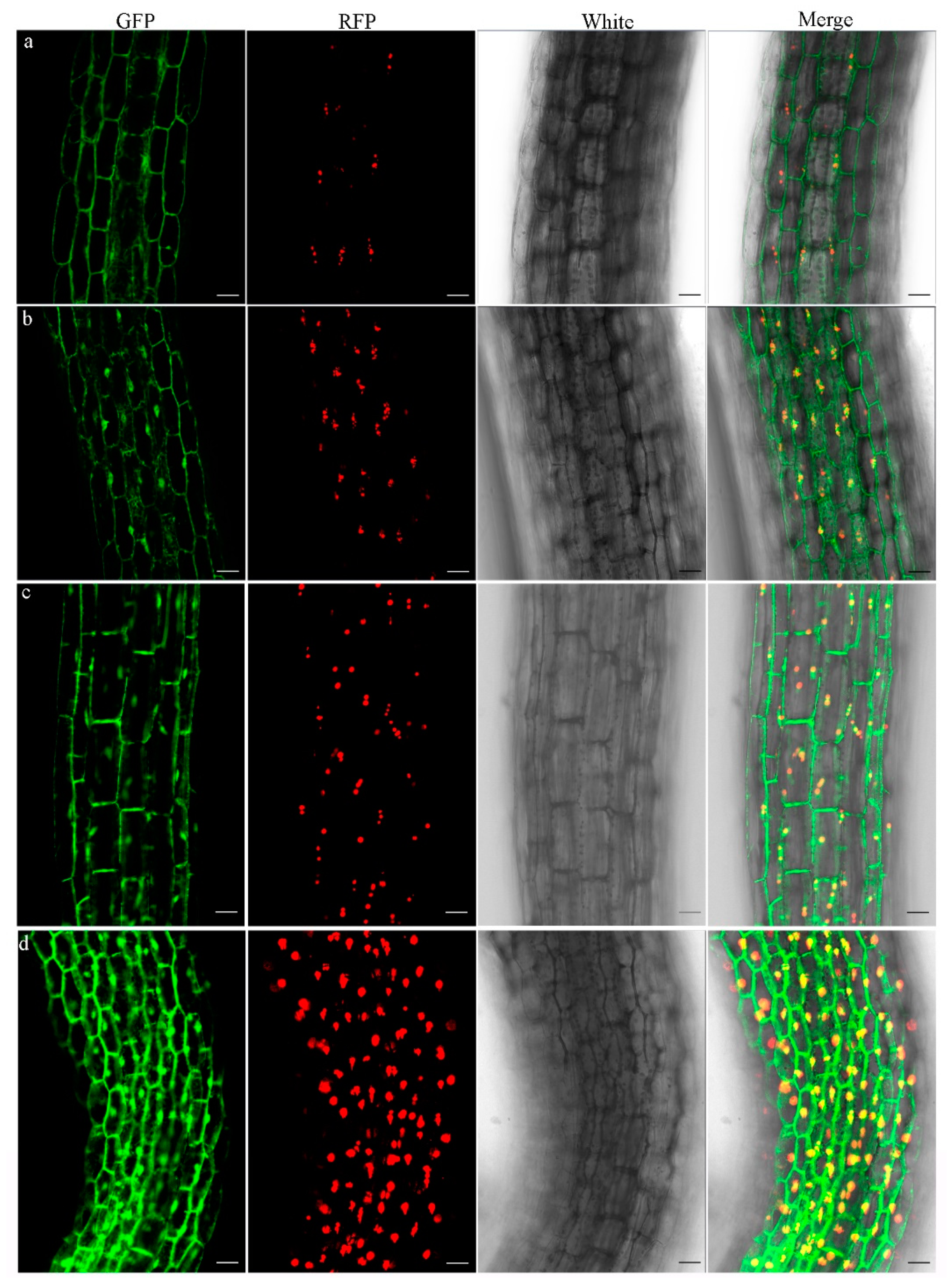 Plants 13 02224 g003