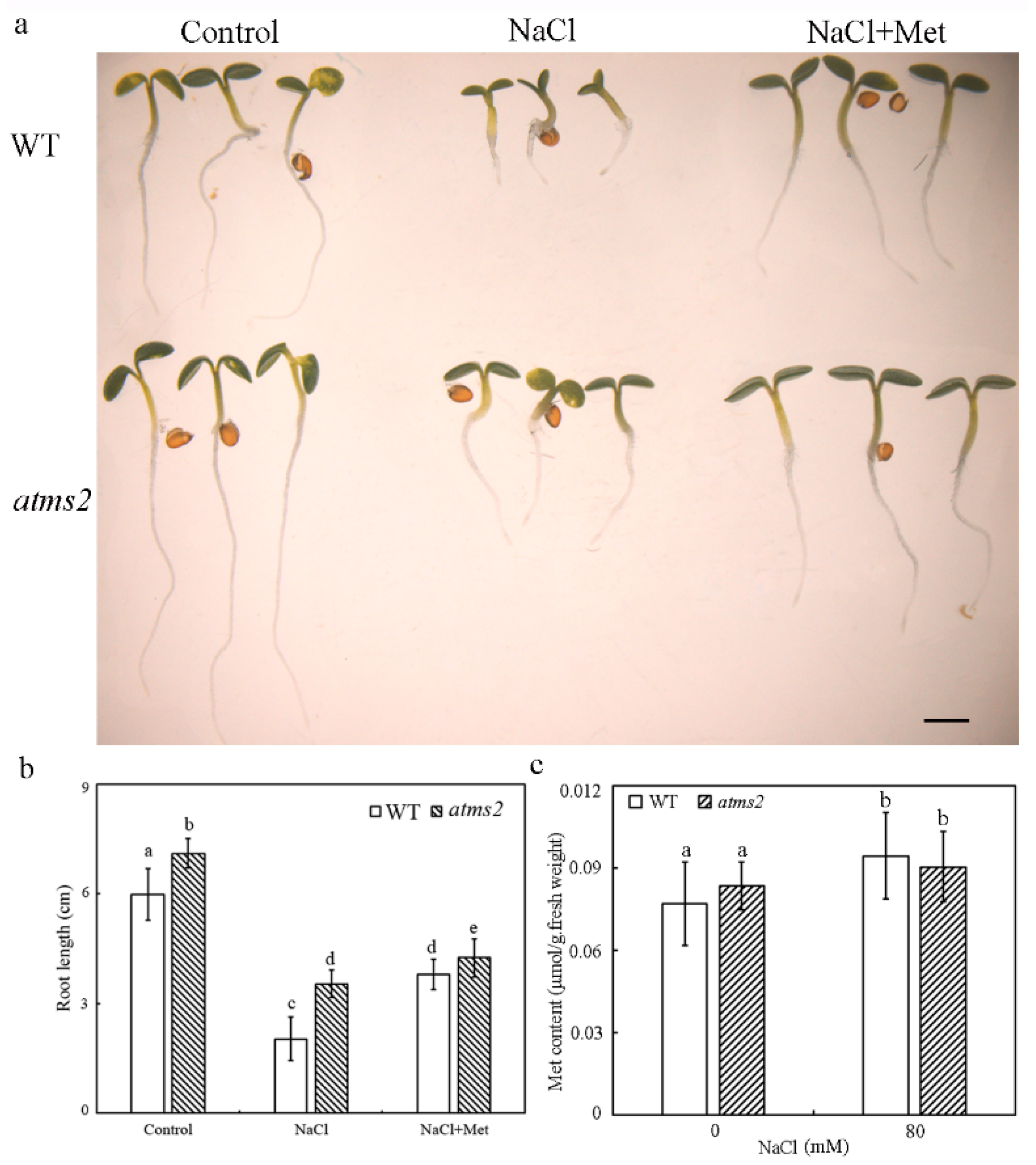 Plants 13 02224 g006