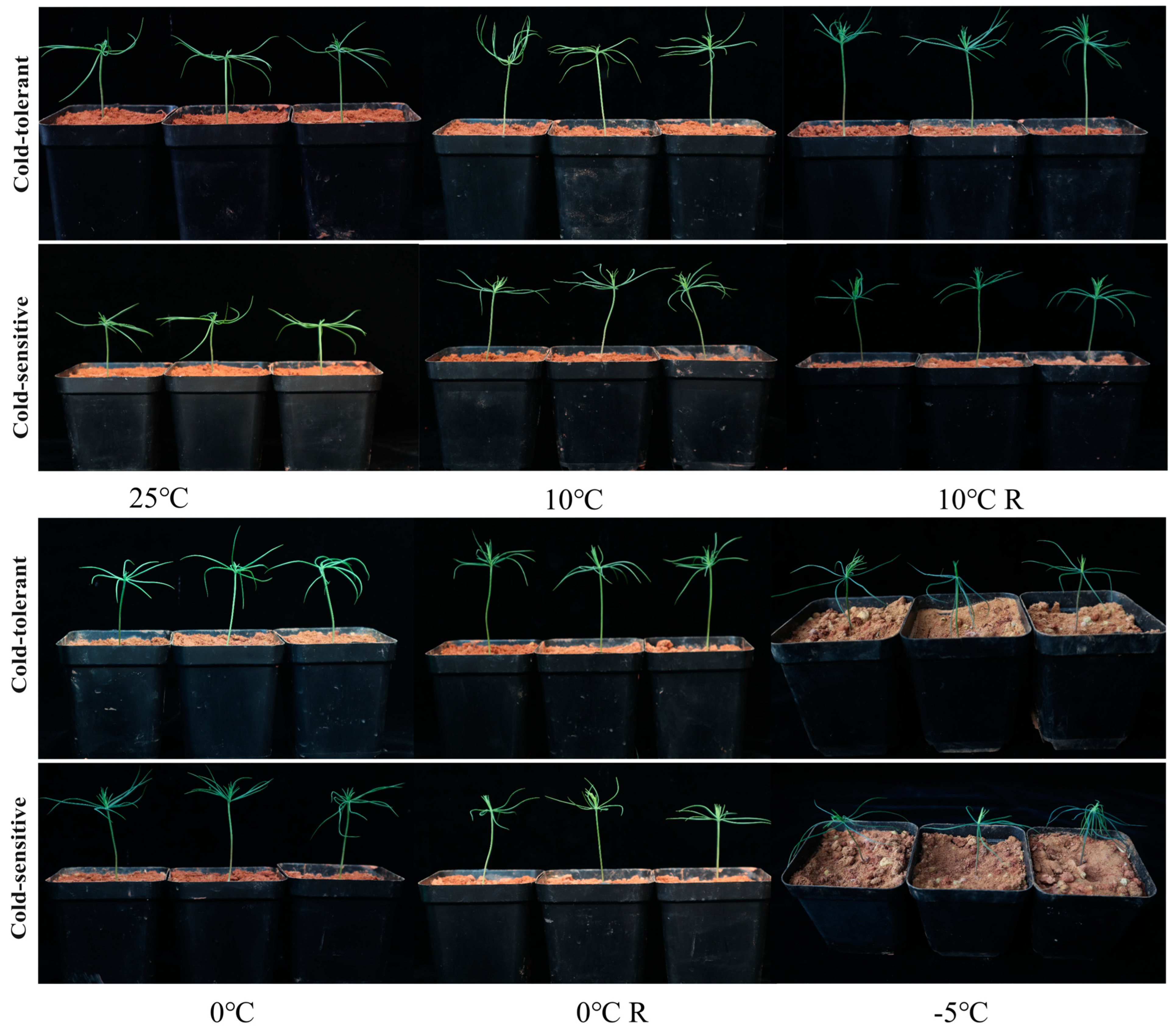 Plants 13 02229 g001