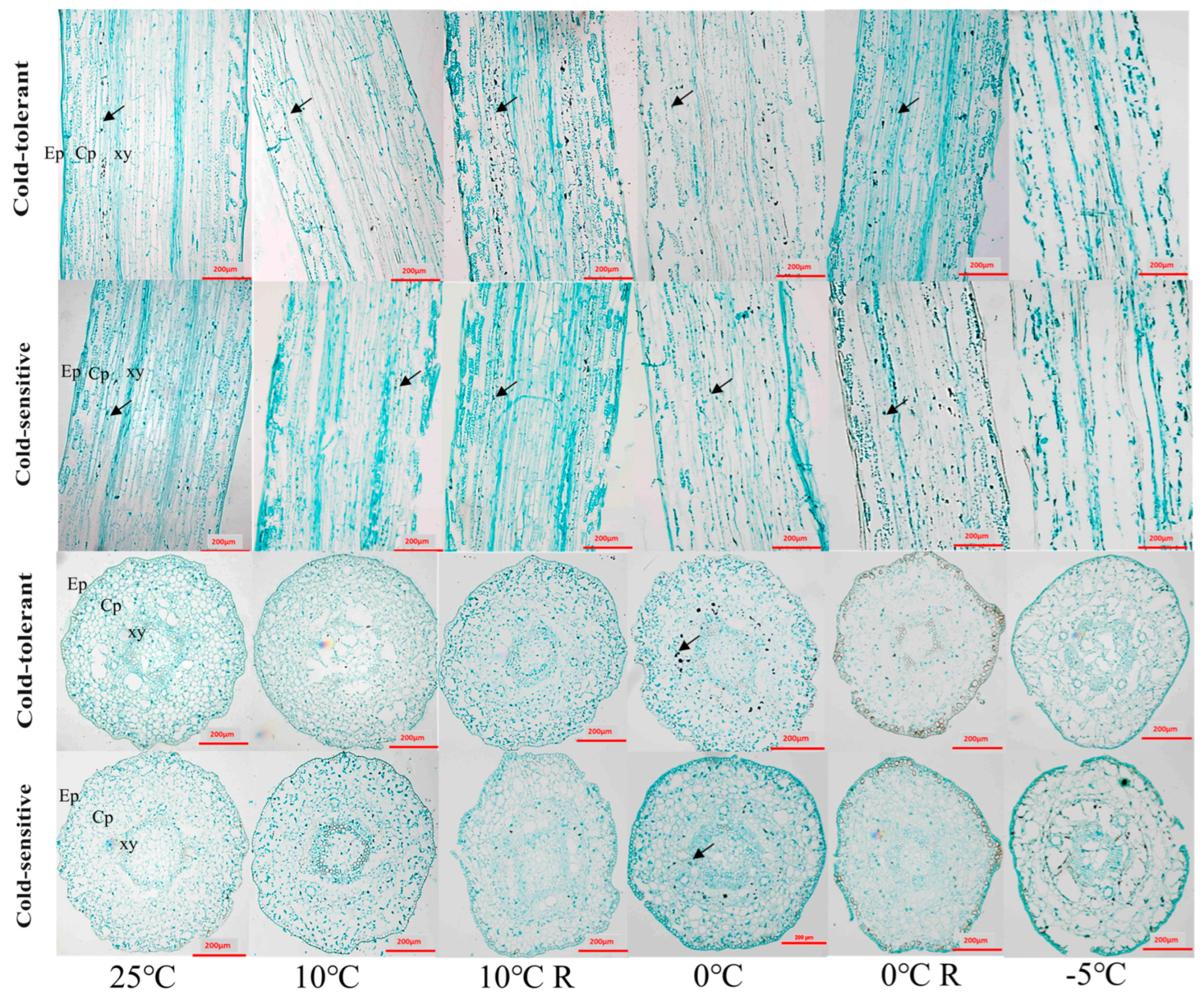Plants 13 02229 g003