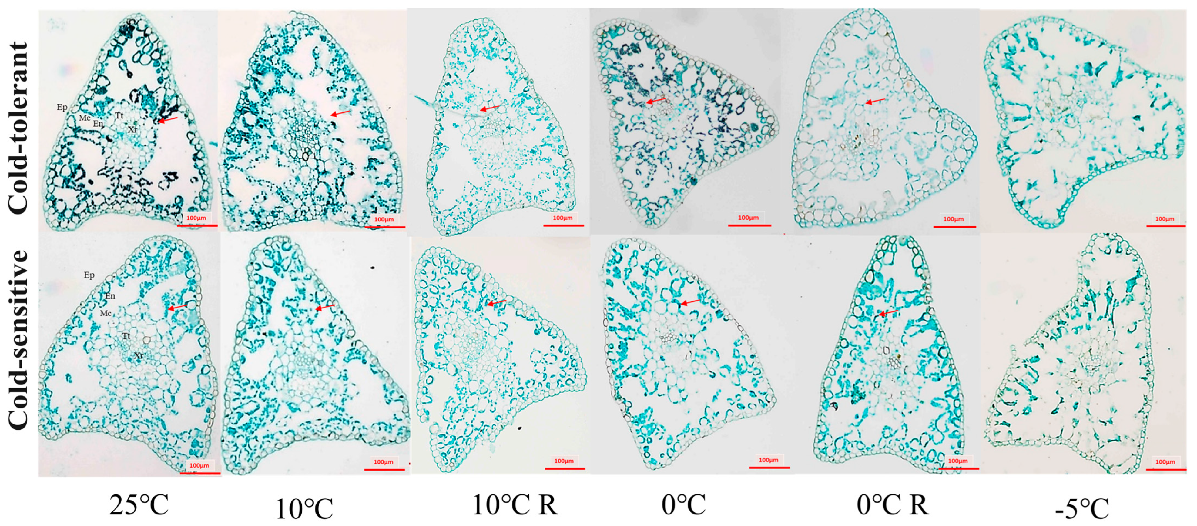 Plants 13 02229 g004