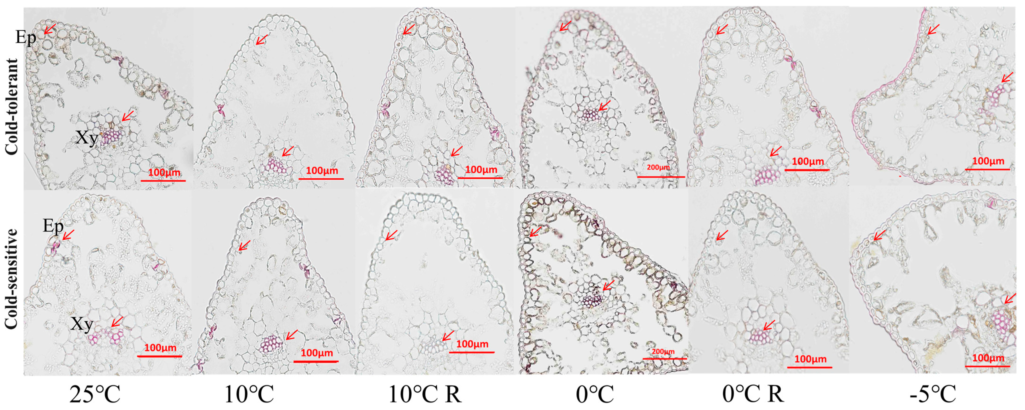 Plants 13 02229 g006