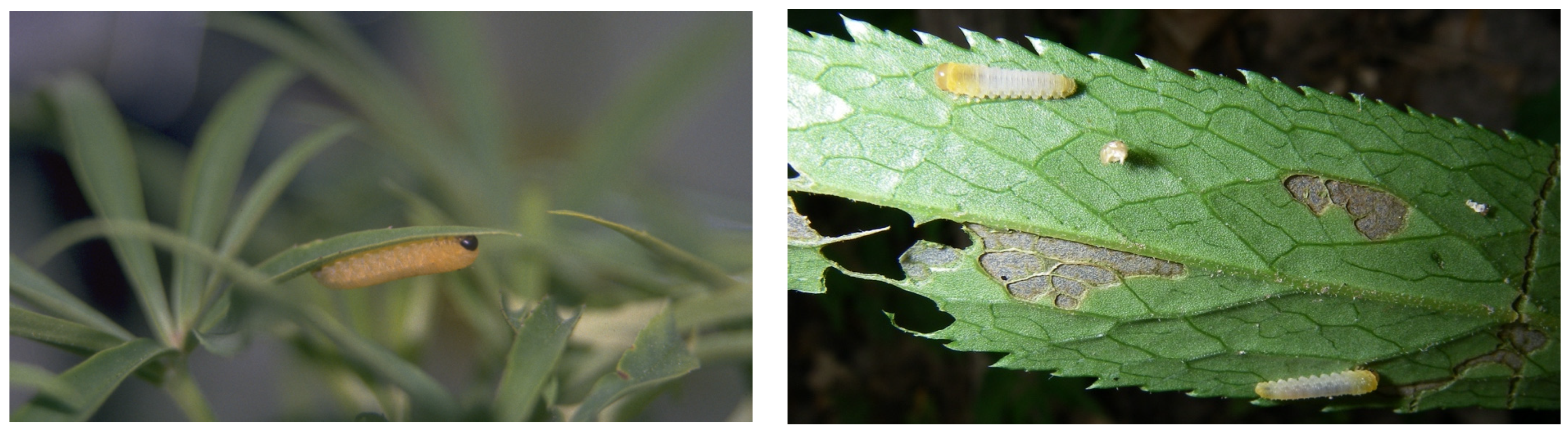 Plants 13 02230 g001