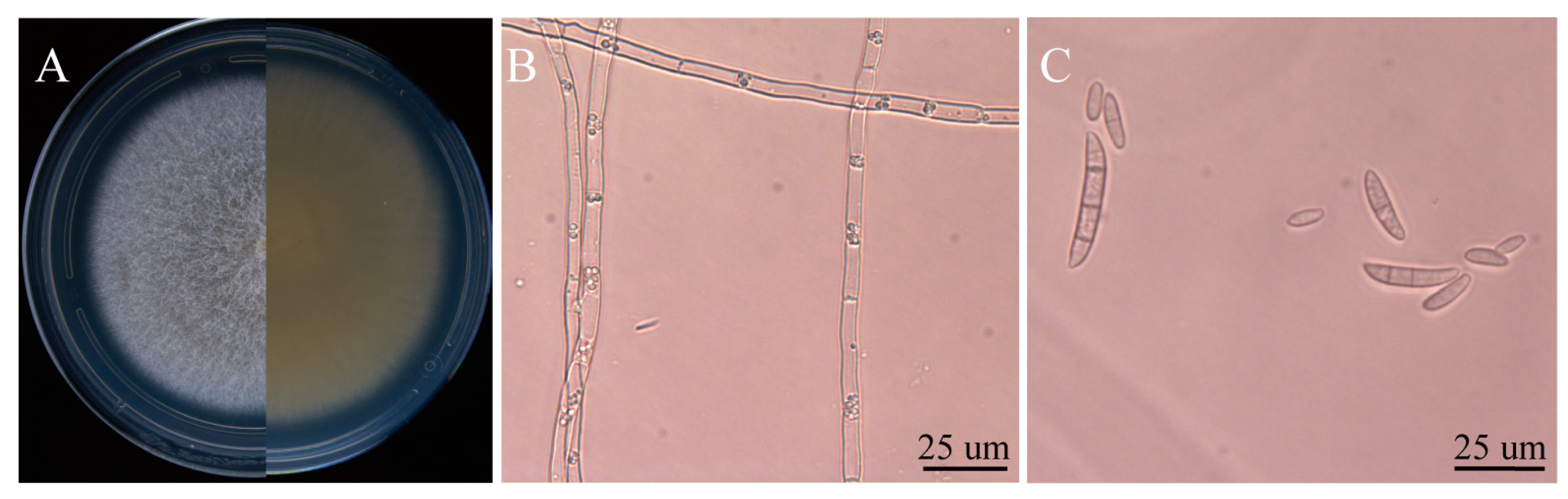 Plants 13 02236 g001