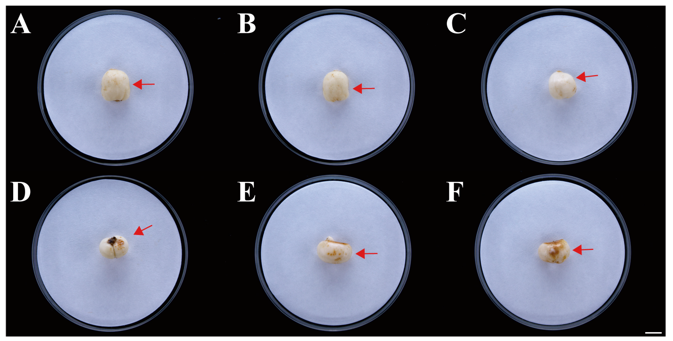 Plants 13 02236 g003