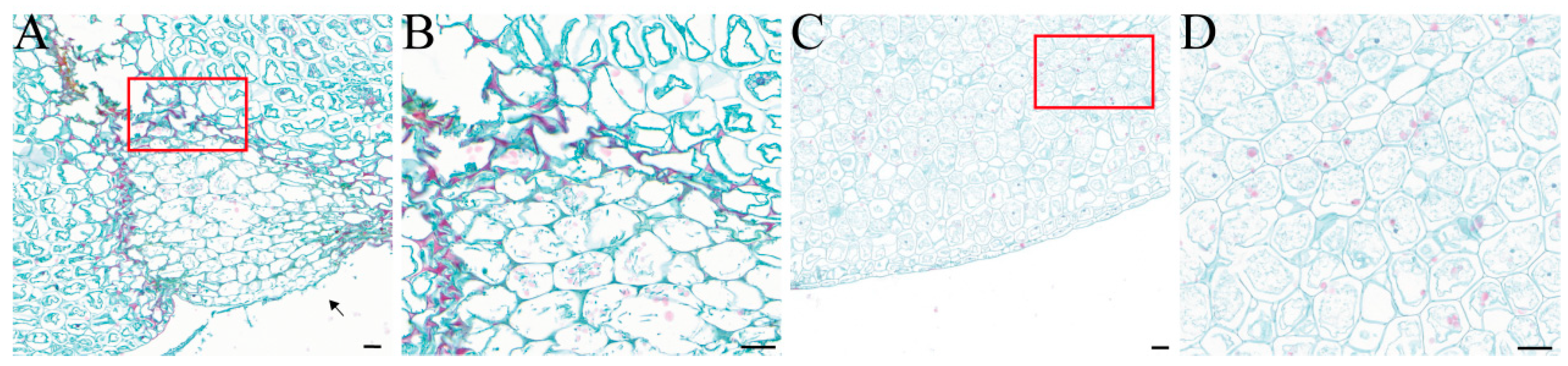 Plants 13 02236 g004