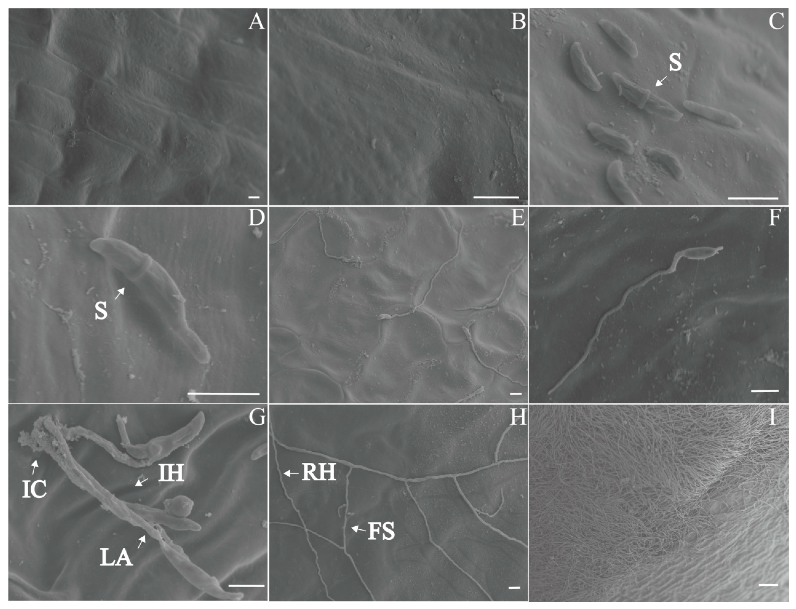 Plants 13 02236 g005