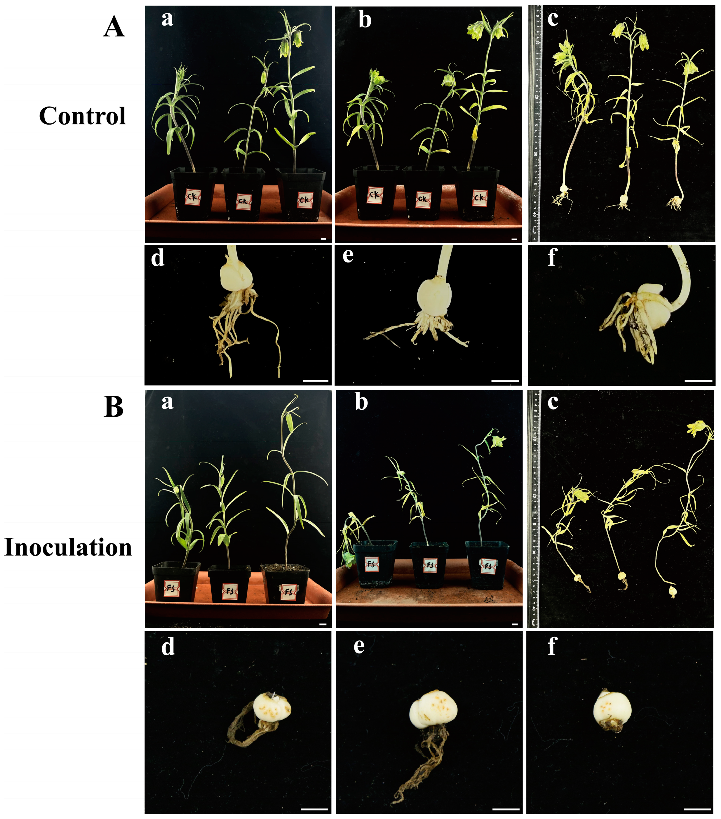 Plants 13 02236 g006