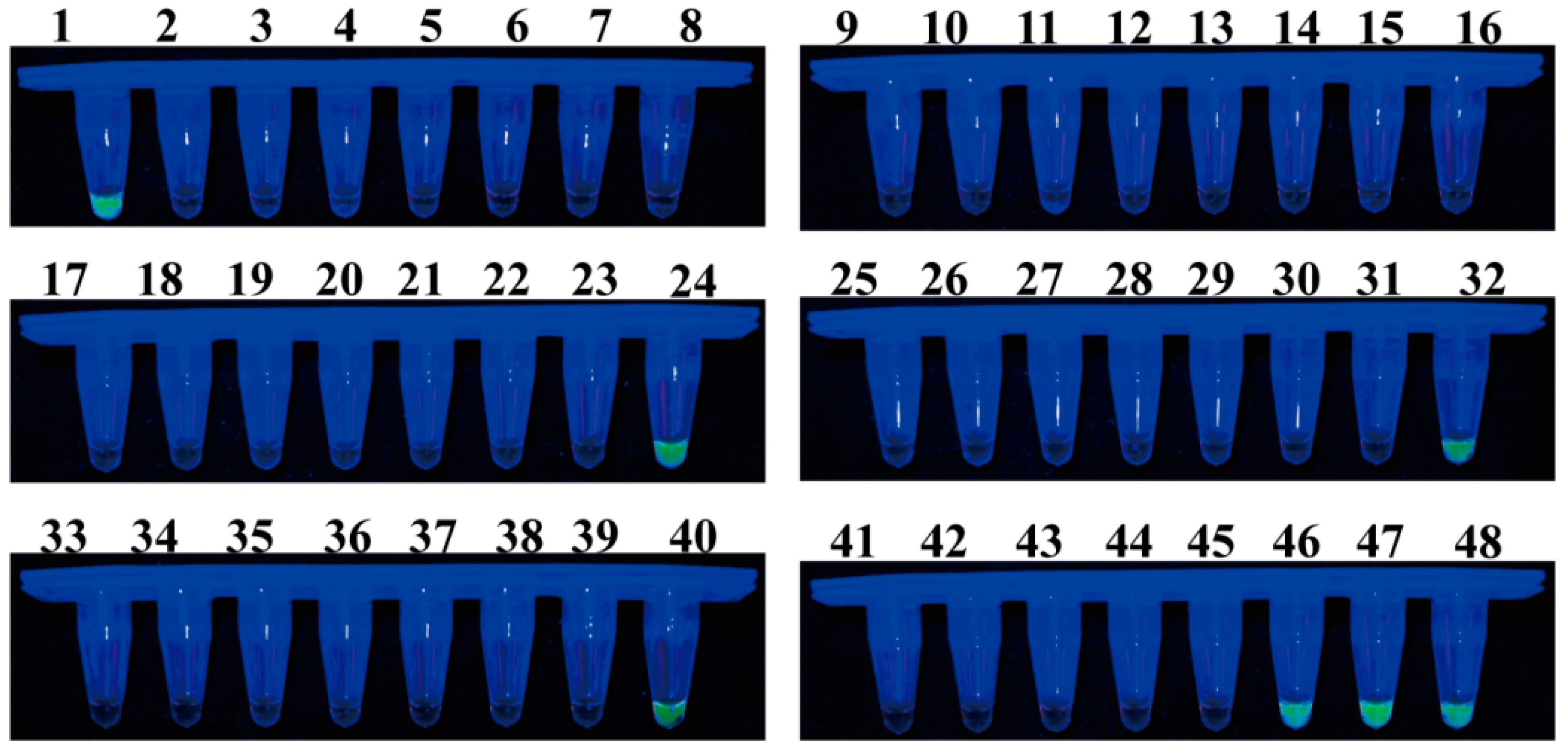 Plants 13 02236 g009