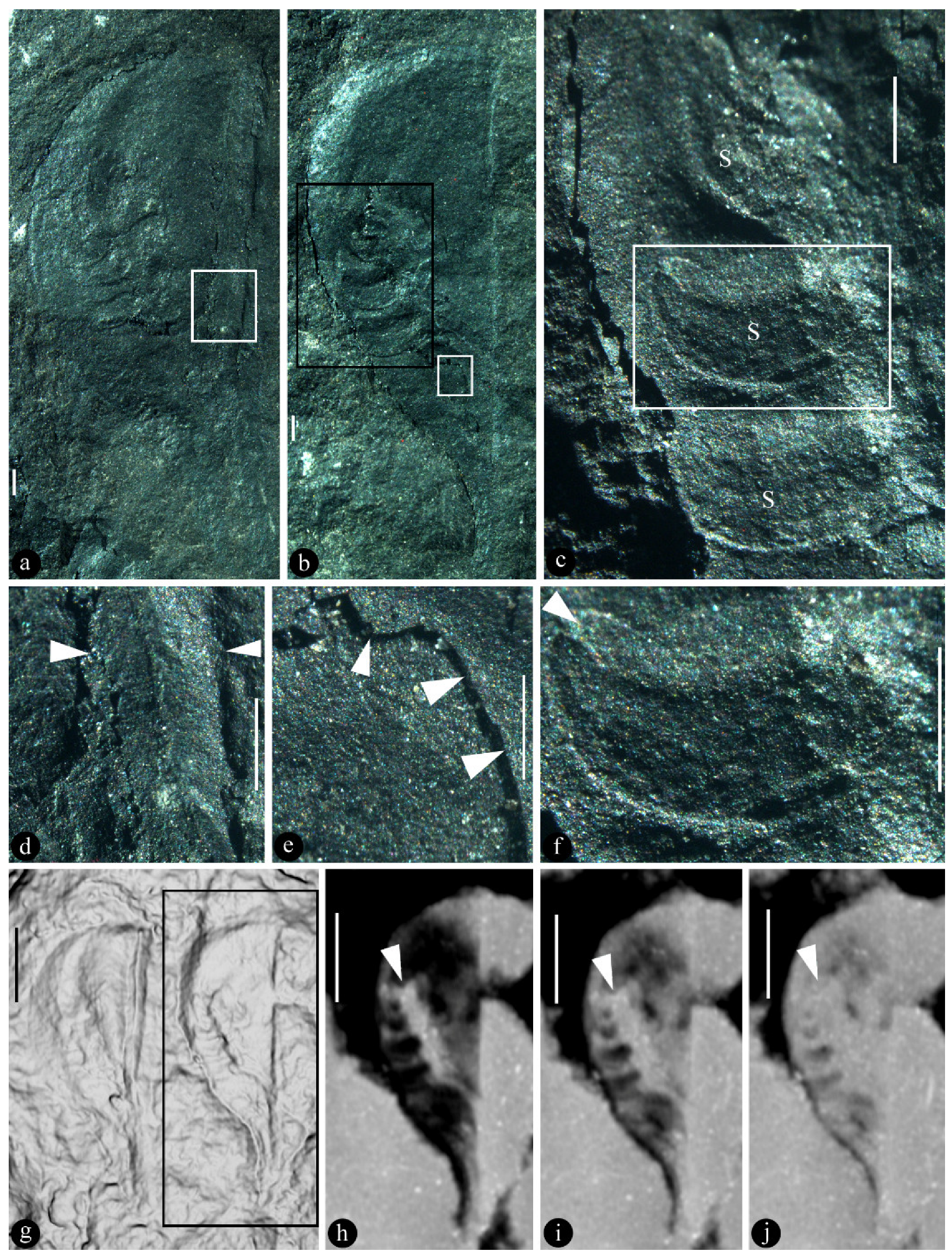 Plants 13 02239 g001 Plants 13 02239 g001