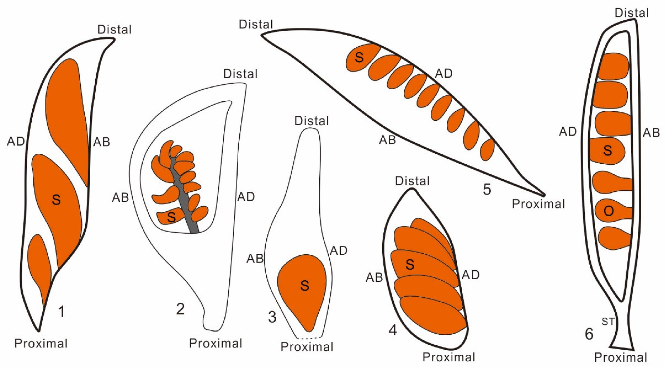 Plants 13 02239 g003 Plants 13 02239 g003