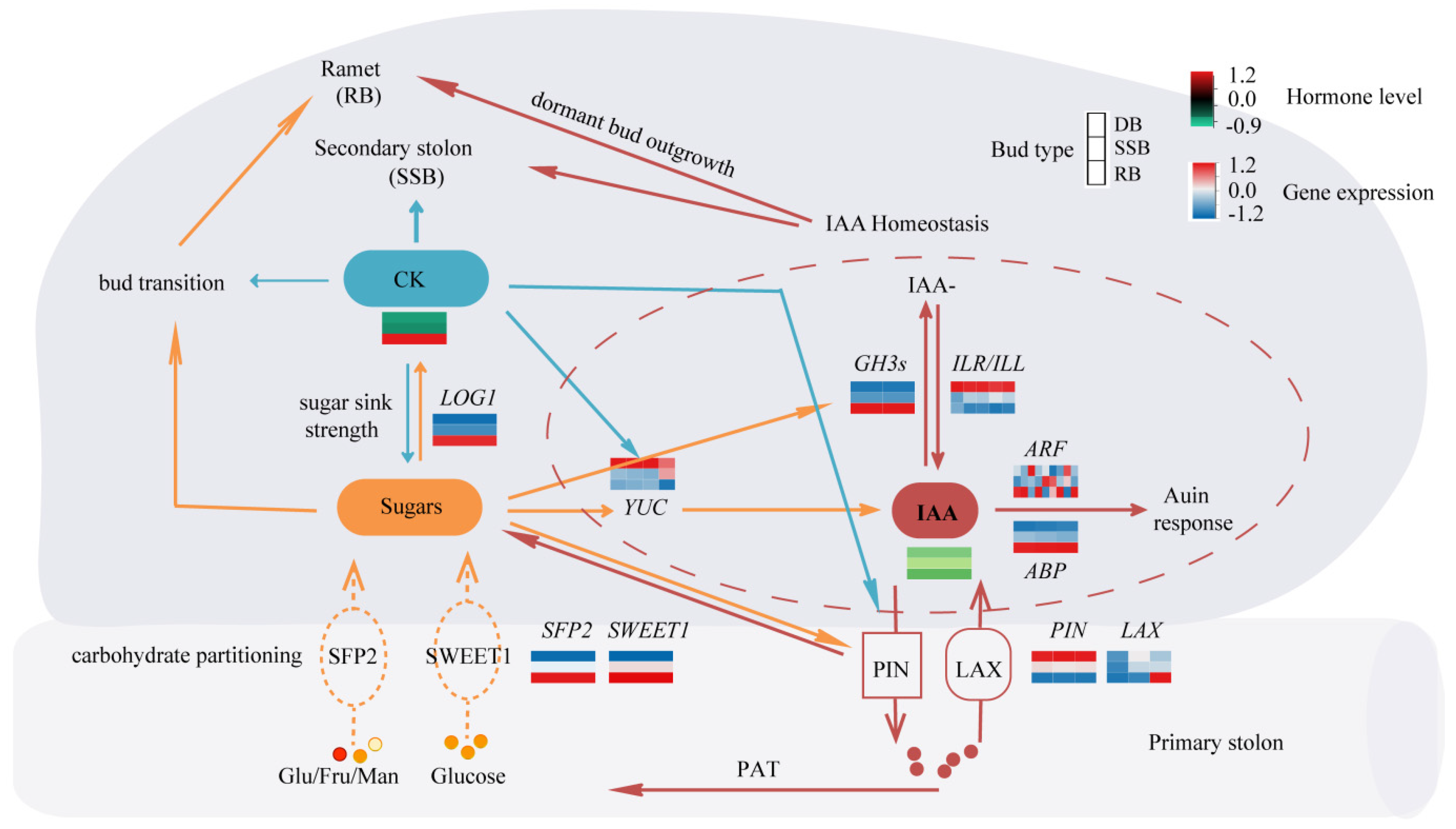 Plants 13 02241 g004 Plants 13 02241 g004