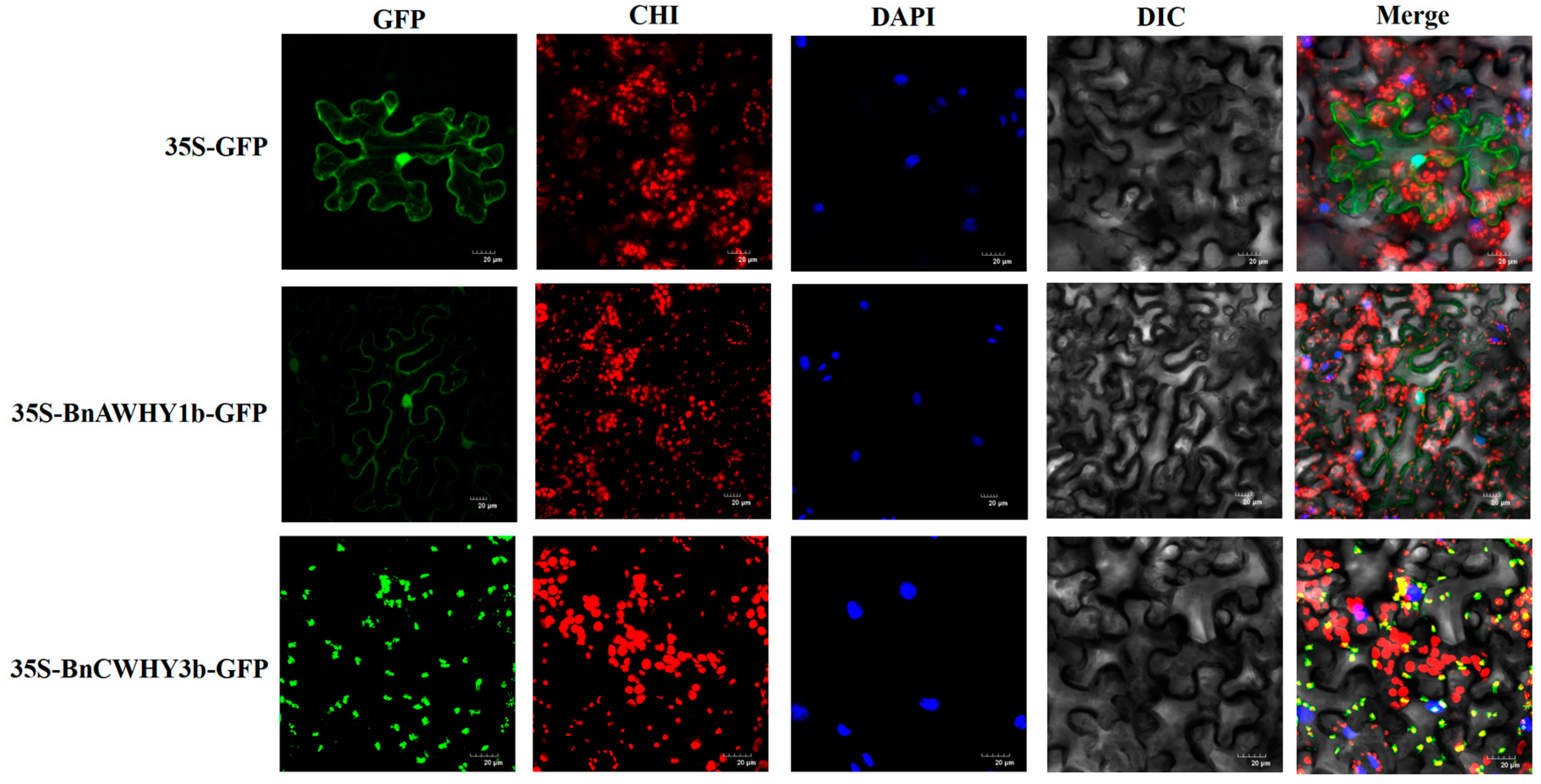 Plants 13 02243 g007