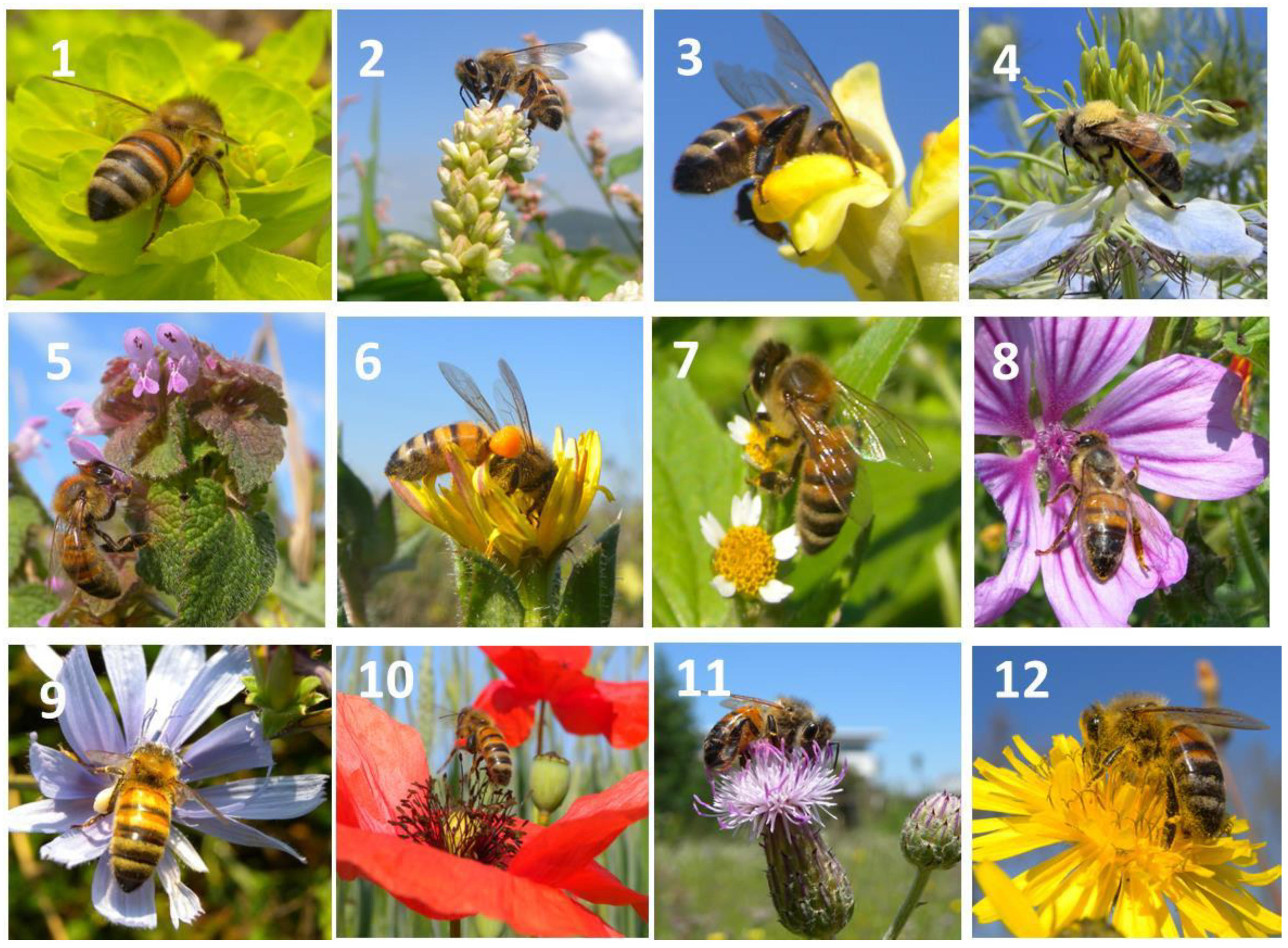 Plants 13 02249 g001