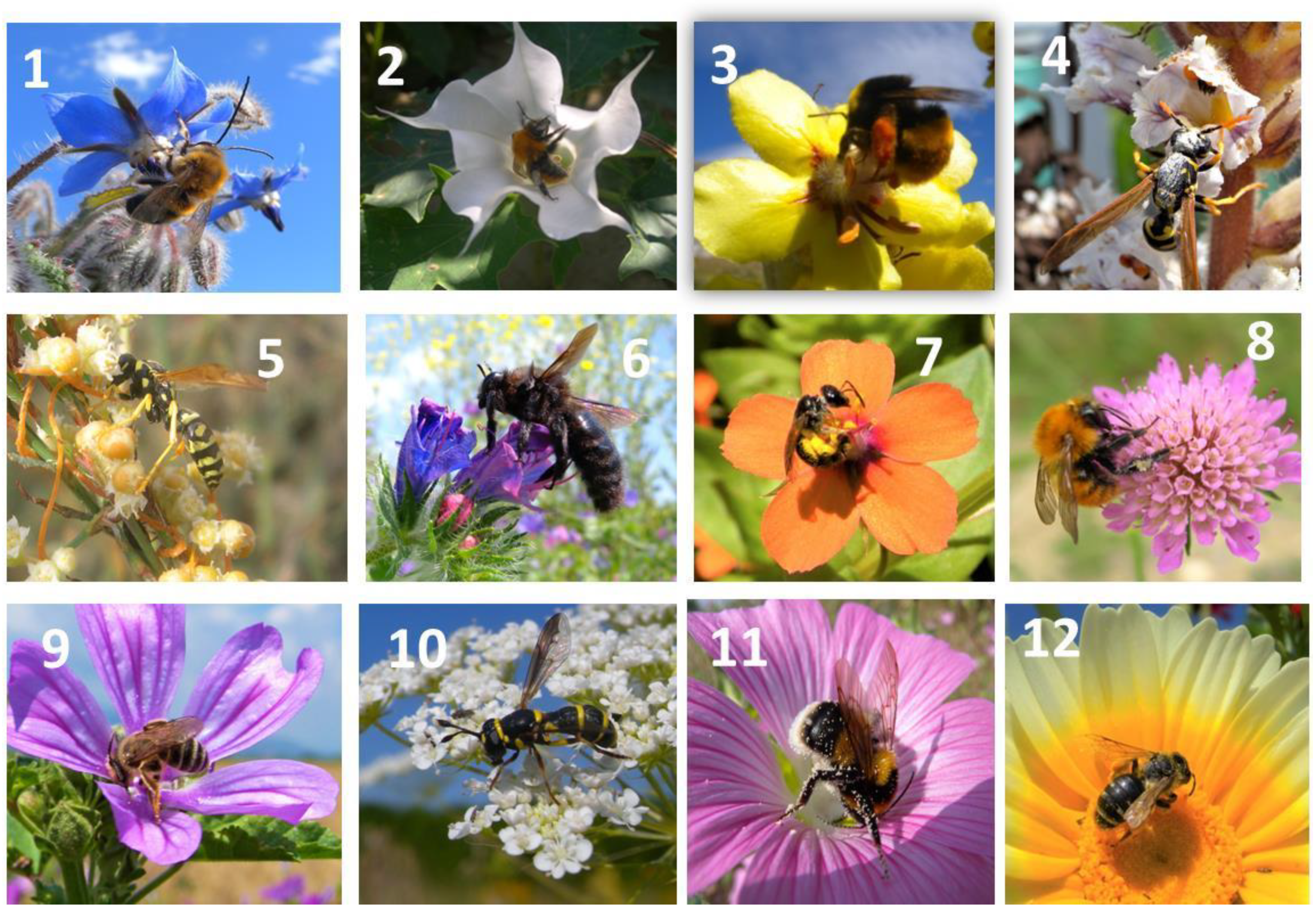 Plants 13 02249 g002