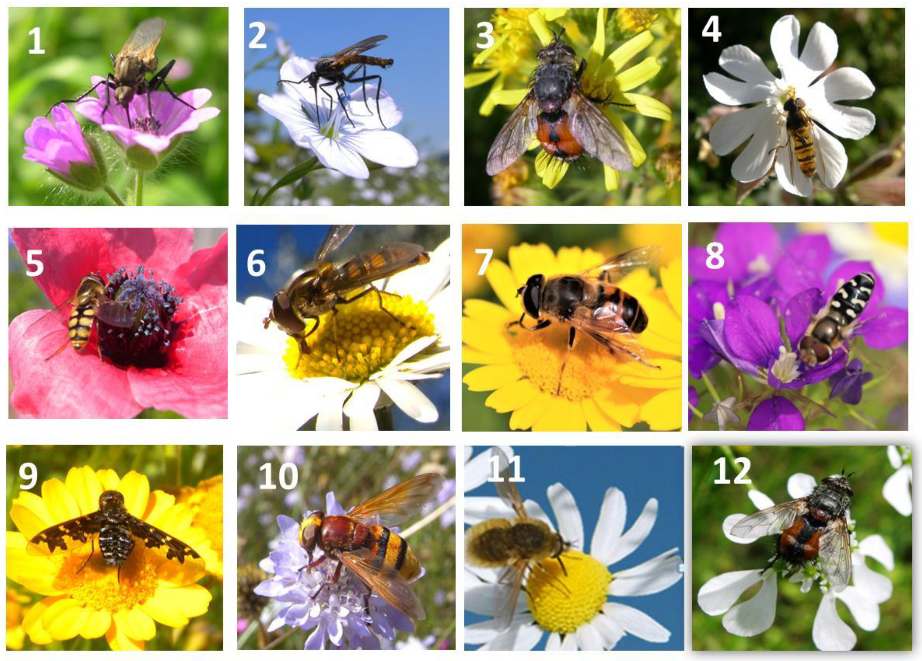 Plants 13 02249 g003