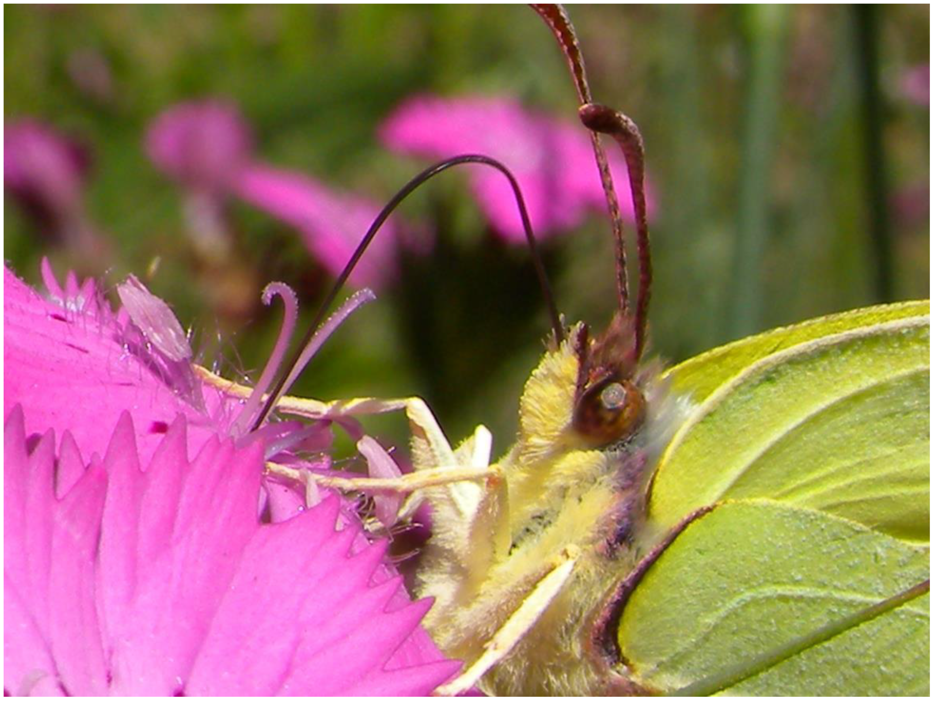 Plants 13 02249 g004